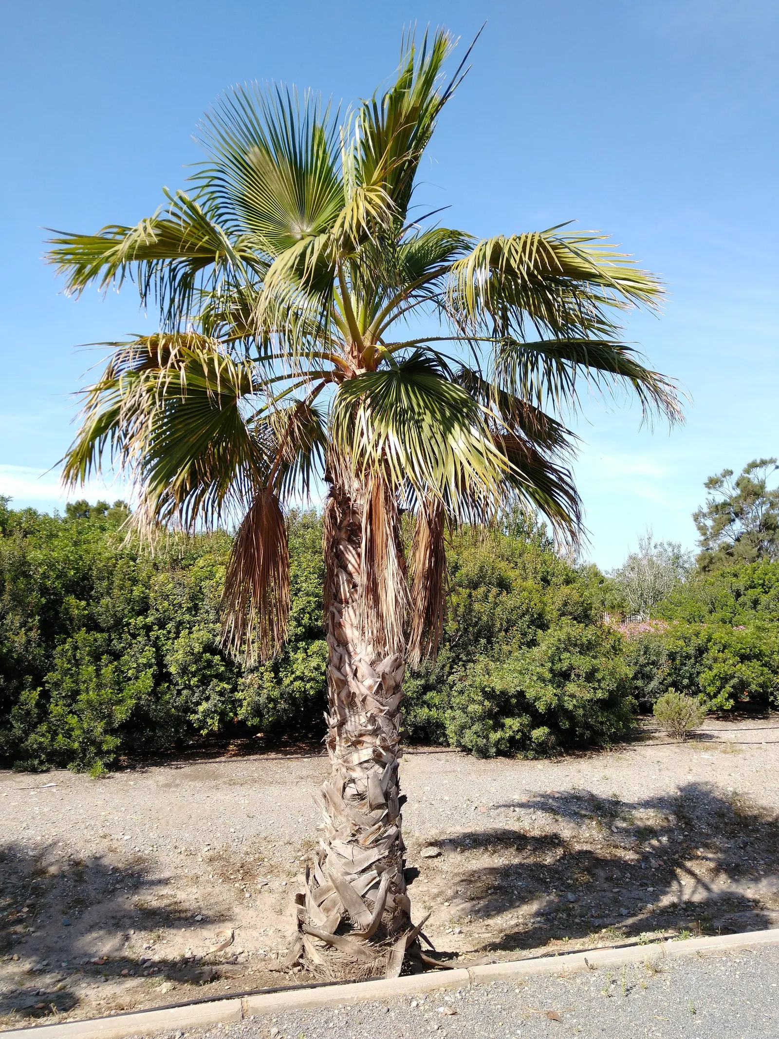 California Fan Palm (Washingtonia Filifera) — giving the plant its specific epithet "filifera"; white and yellow flowers in the garden