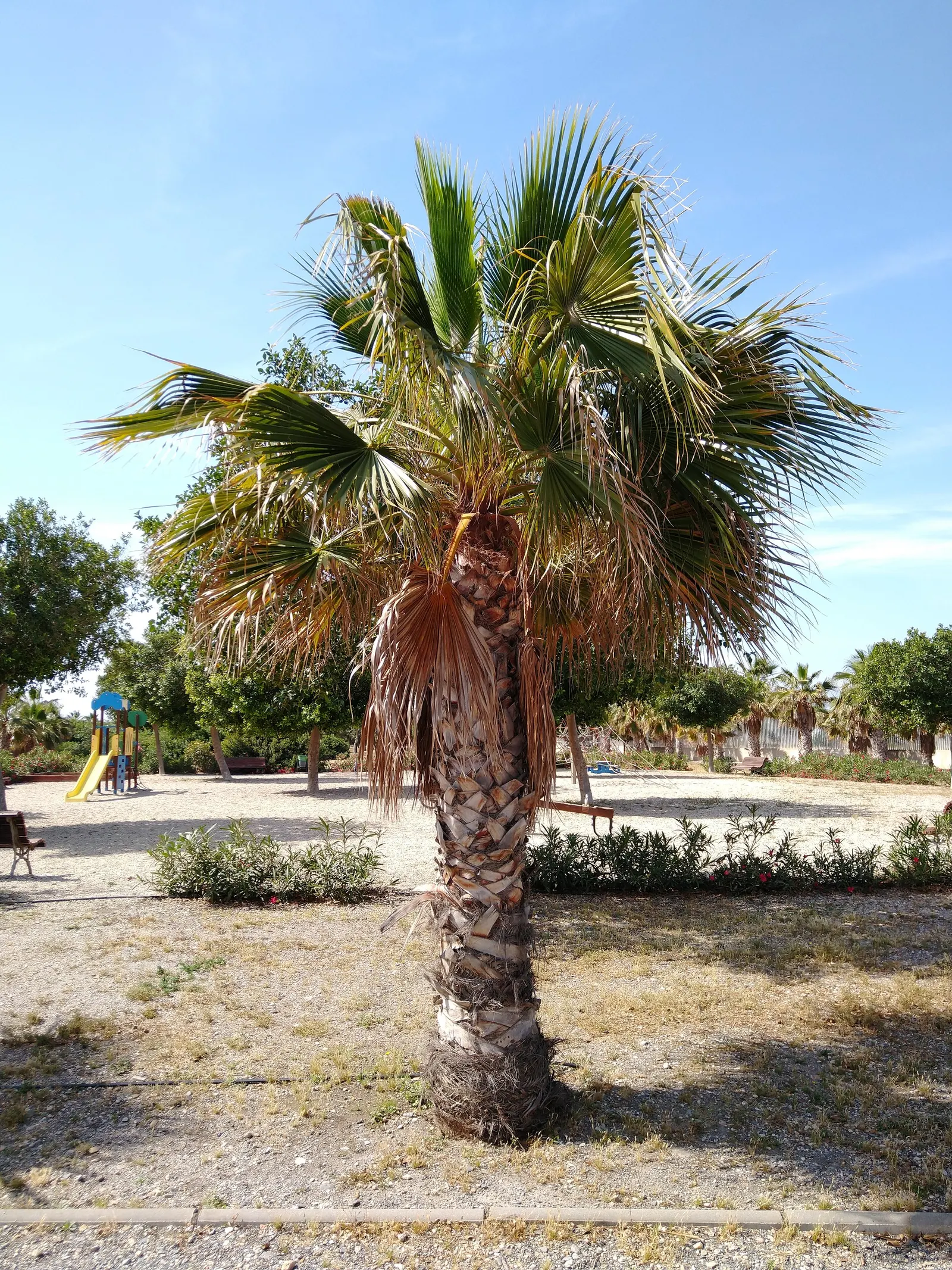 California Fan Palm (Washingtonia Filifera) — may exhibit a unique "skirt" of dead leaves before maintenance; this stately palm can reach impressive heights of