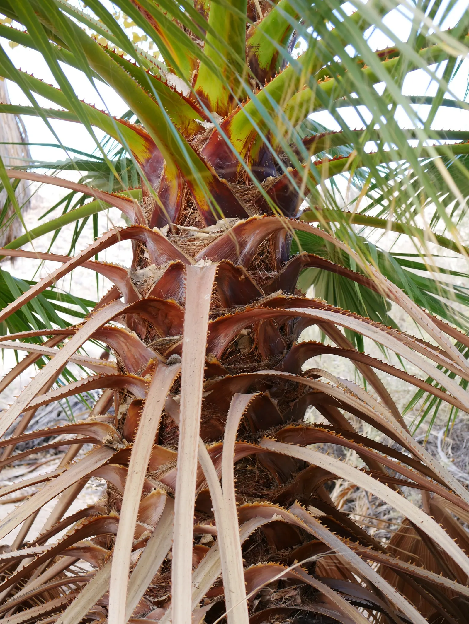 California Fan Palm (Washingtonia Filifera) — offering a striking vertical accent for arid landscapes