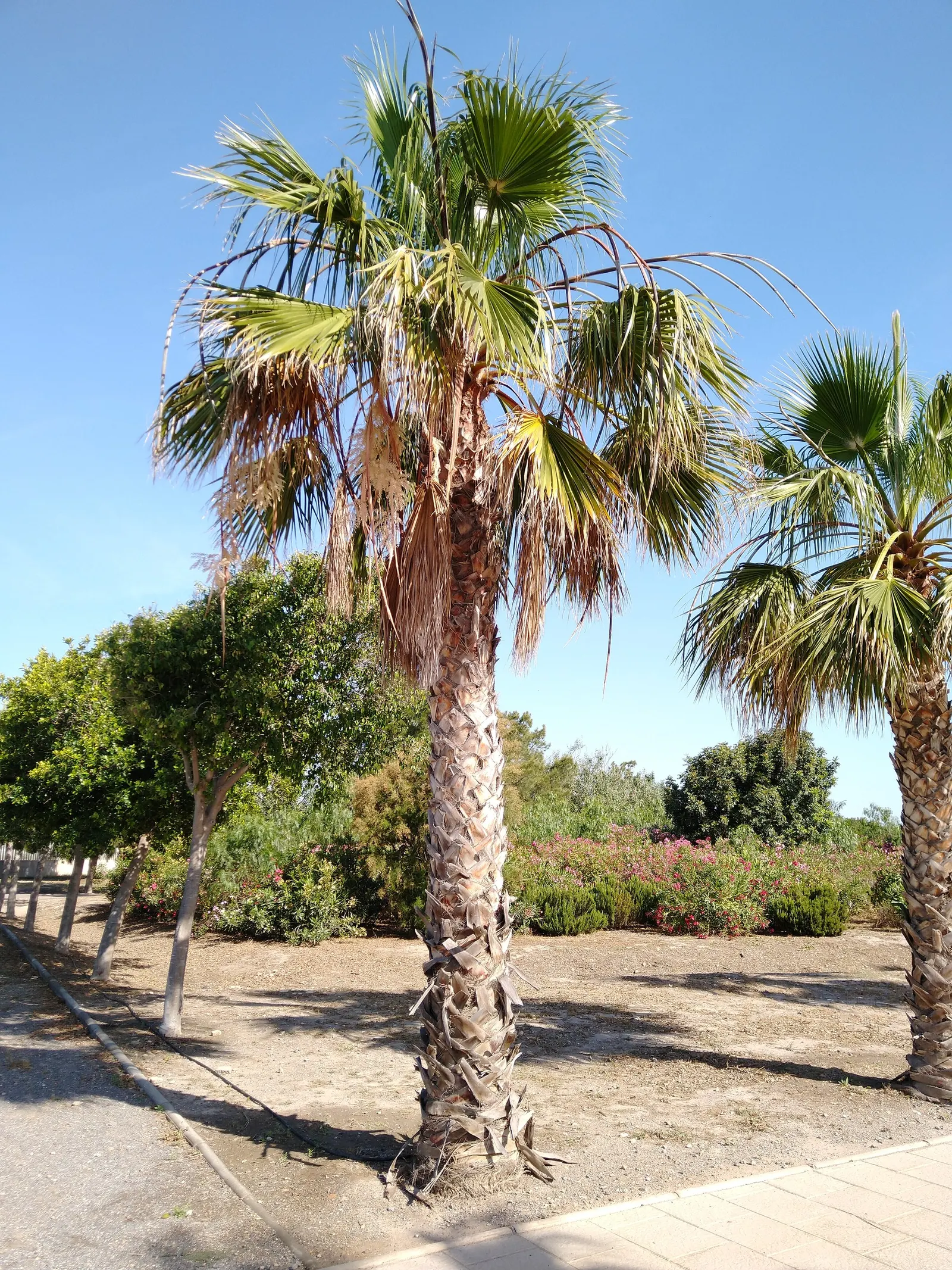 California Fan Palm (Washingtonia Filifera) — scientifically known as Washingtonia filifera