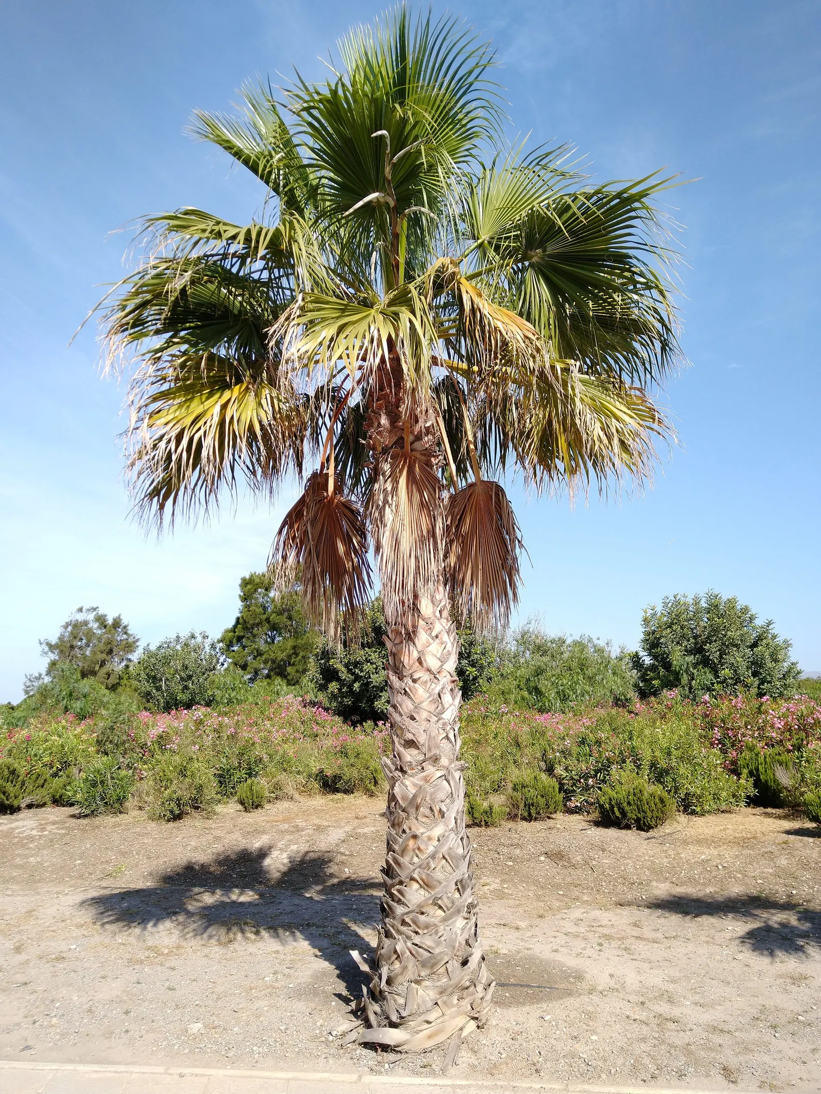California Fan Palm (Washingtonia Filifera) — Notable for its distinctive skirt of dead leaves; it requires full sun exposure to thrive and can, image 55