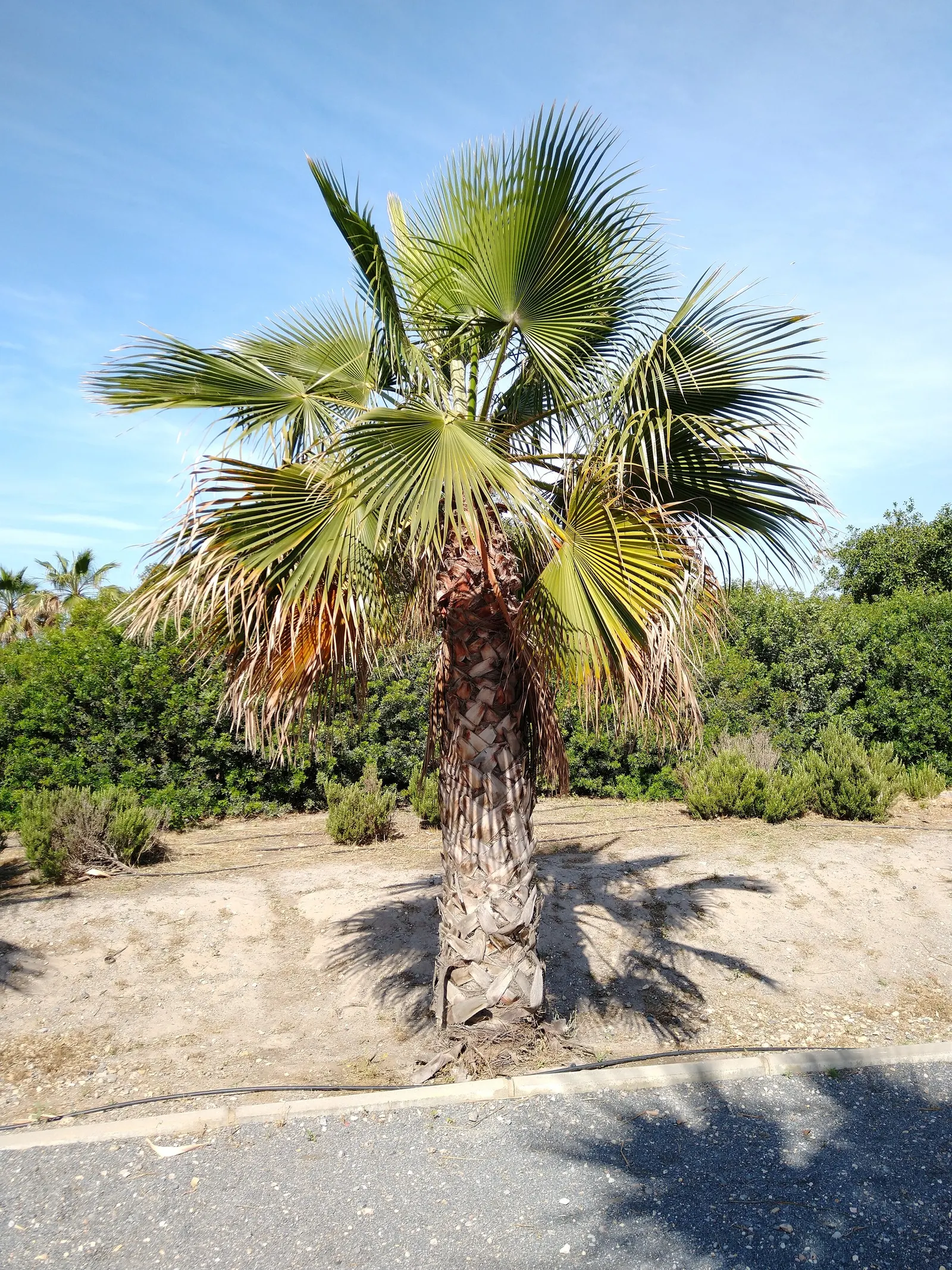 California Fan Palm (Washingtonia Filifera) — This stately palm can reach impressive heights of up to 60 feet