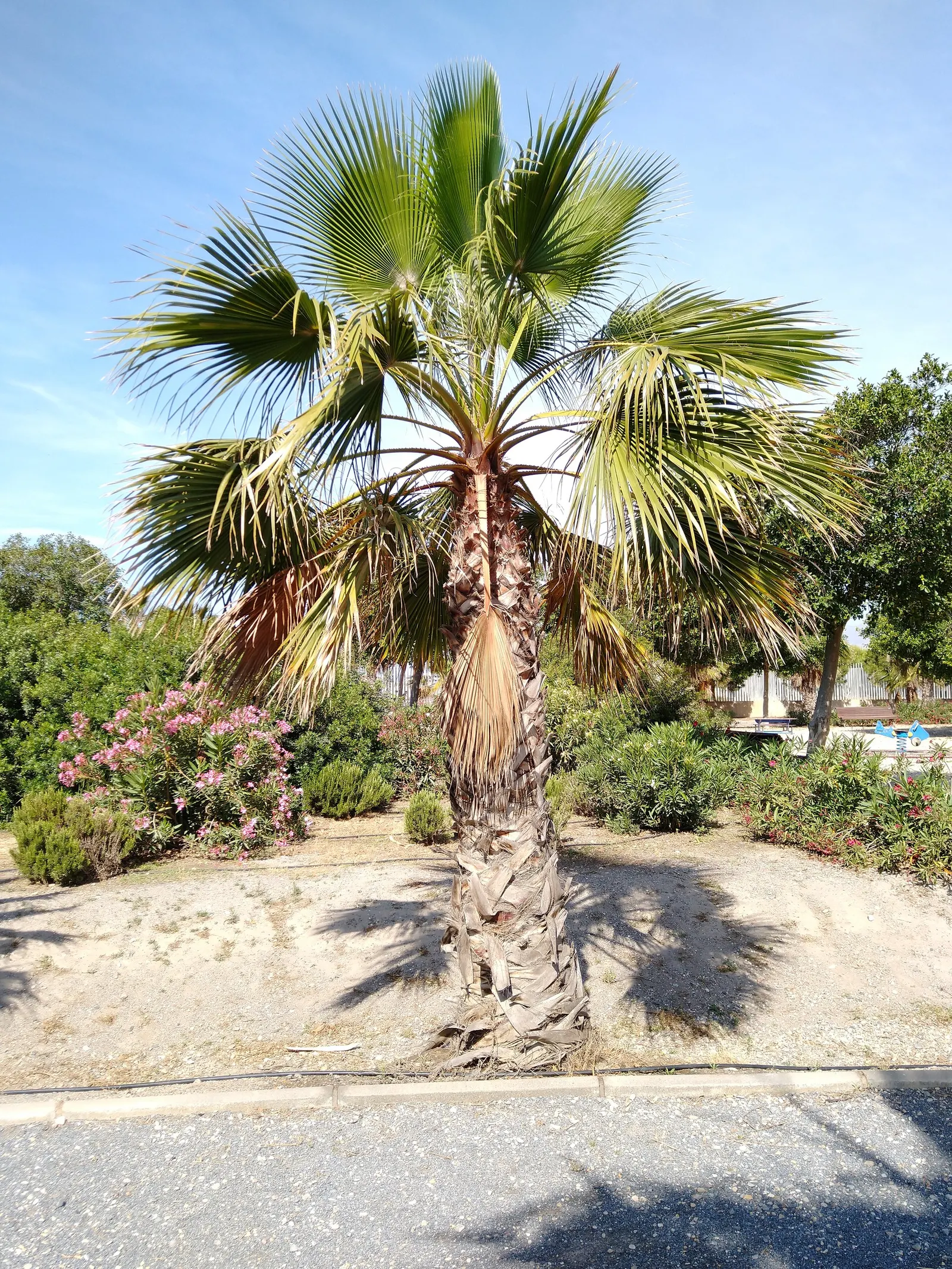 California Fan Palm (Washingtonia Filifera) — palm with white and yellow blooms; these leaves are lush green, adding a pop of color and exotic flair to your