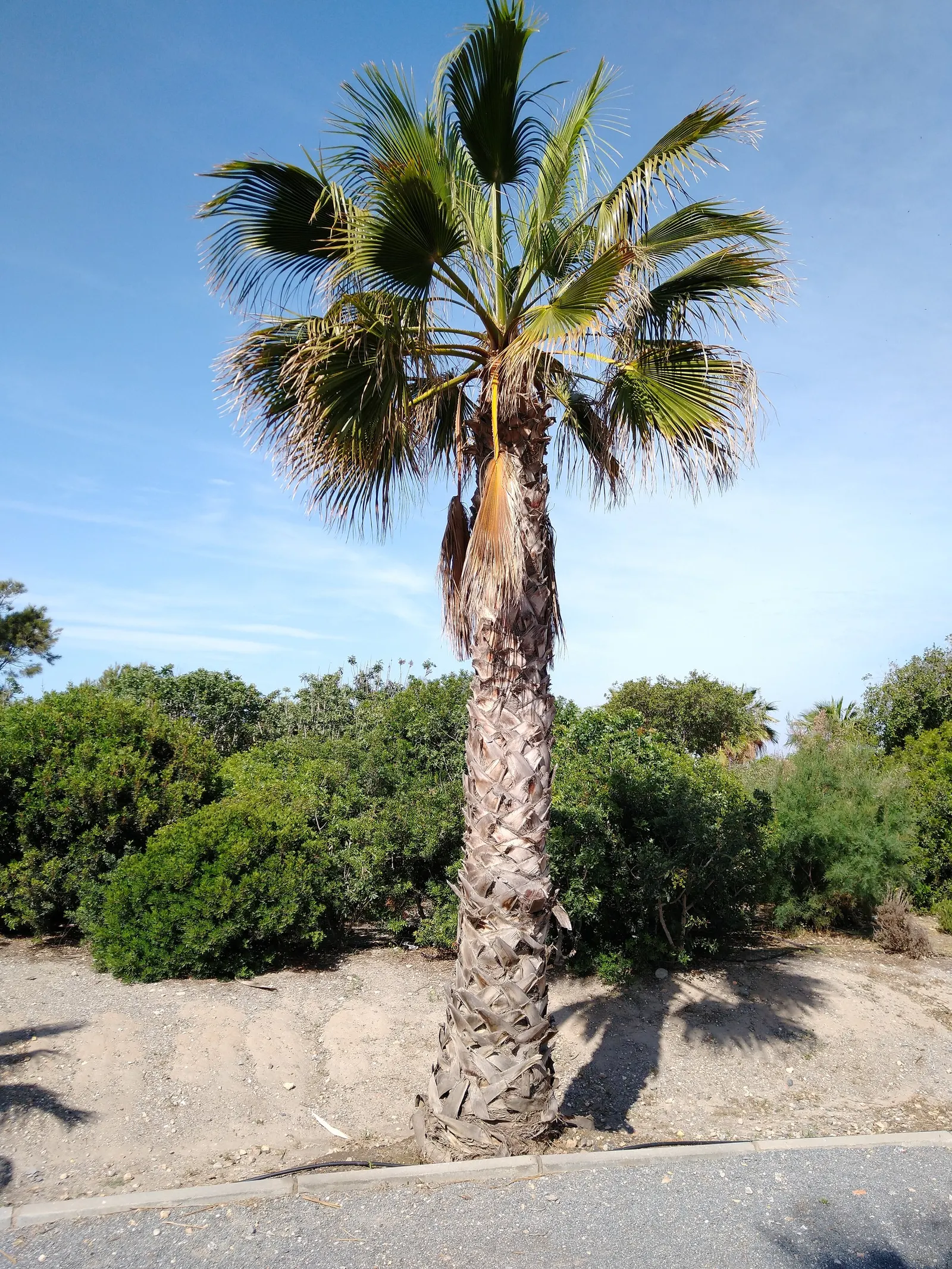California Fan Palm (Washingtonia Filifera) — This stately palm can reach impressive heights of up to 60 feet; giving the plant its specific epithet "filifera"
