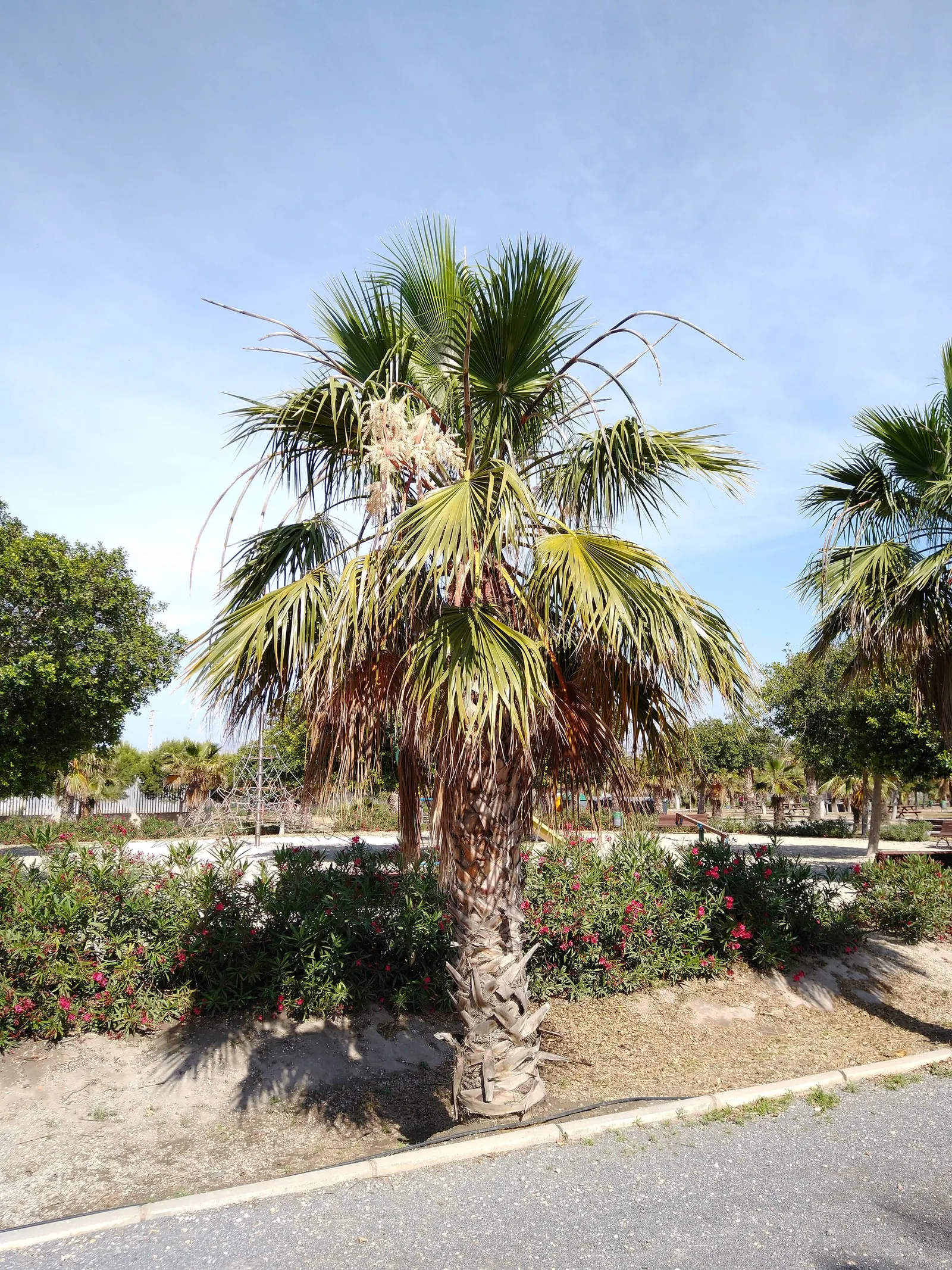 California Fan Palm (Washingtonia Filifera) — Ideal for focal points or grouped for a dramatic effect