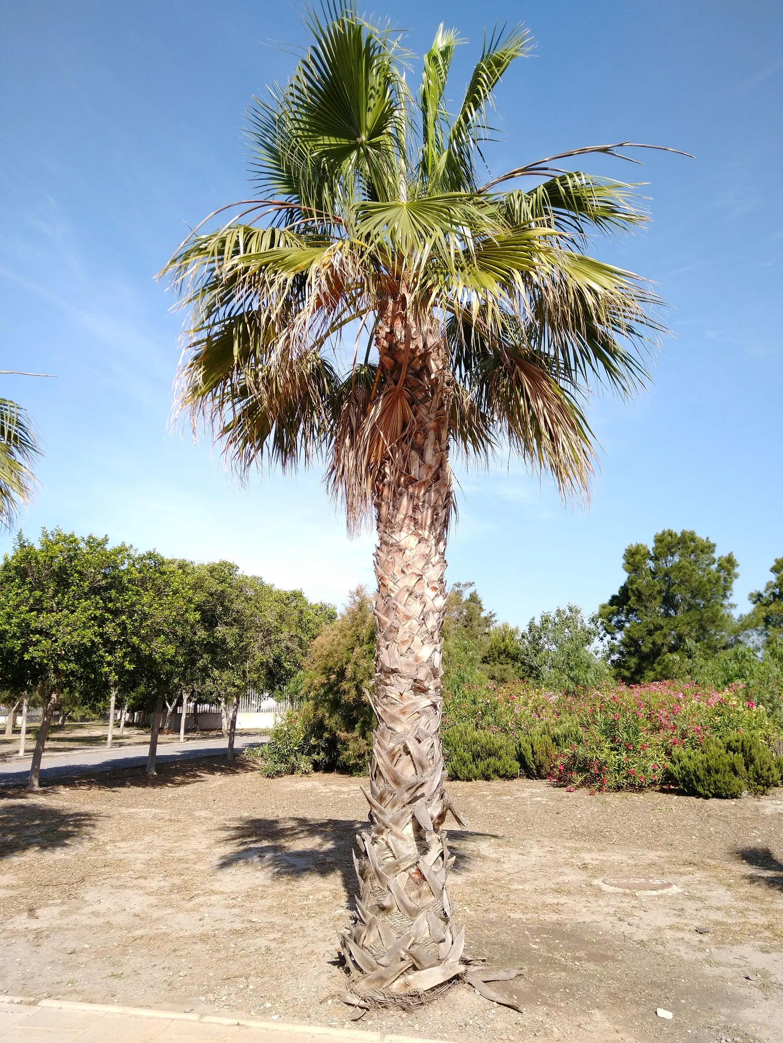 California Fan Palm (Washingtonia Filifera) — with a spread of 10 to 15 feet as its crown of fan-shaped fronds extends outward; with its low maintenance needs