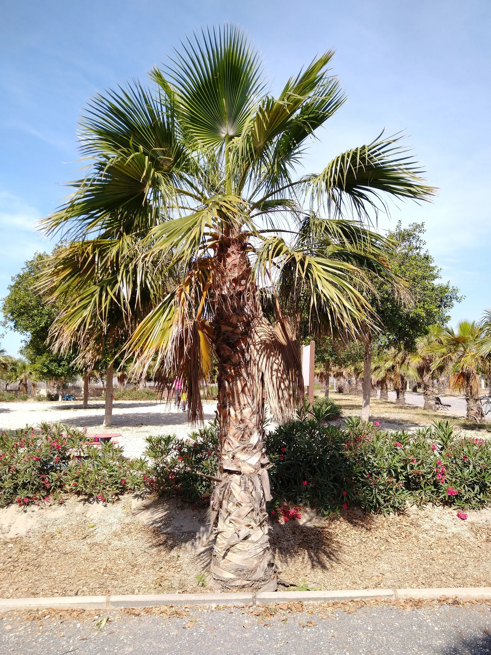 California Fan Palm (Washingtonia Filifera) — edged with thread-like filaments