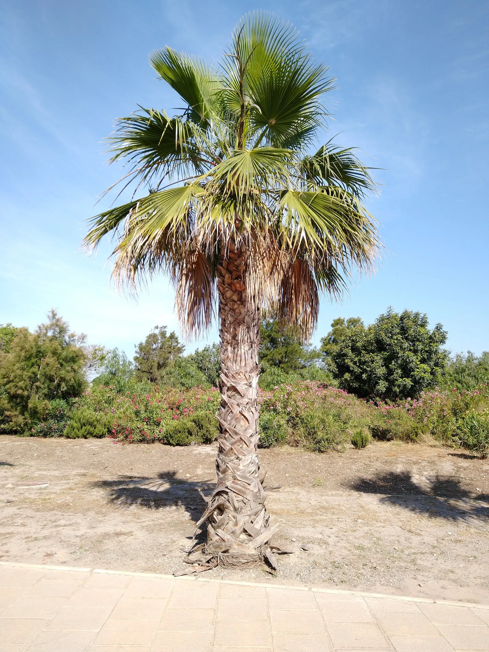 California Fan Palm (Washingtonia Filifera) — is a robust palm native to the desert oases of California; scientifically known as Washingtonia filifera