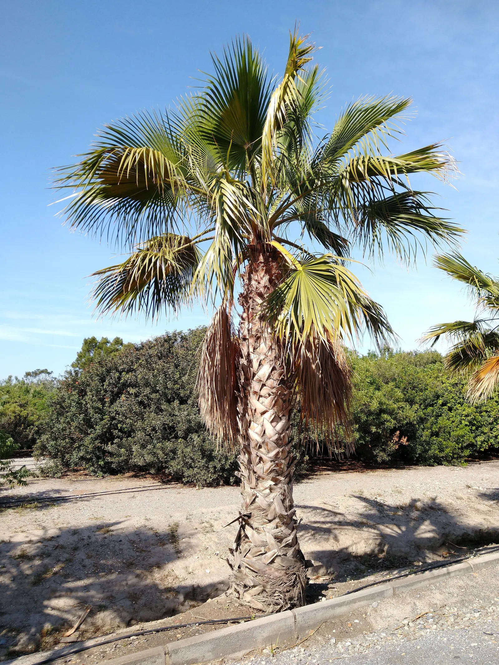 California Fan Palm (Washingtonia Filifera) — palm for full; it is sure to captivate both the client and any visitors of the garden