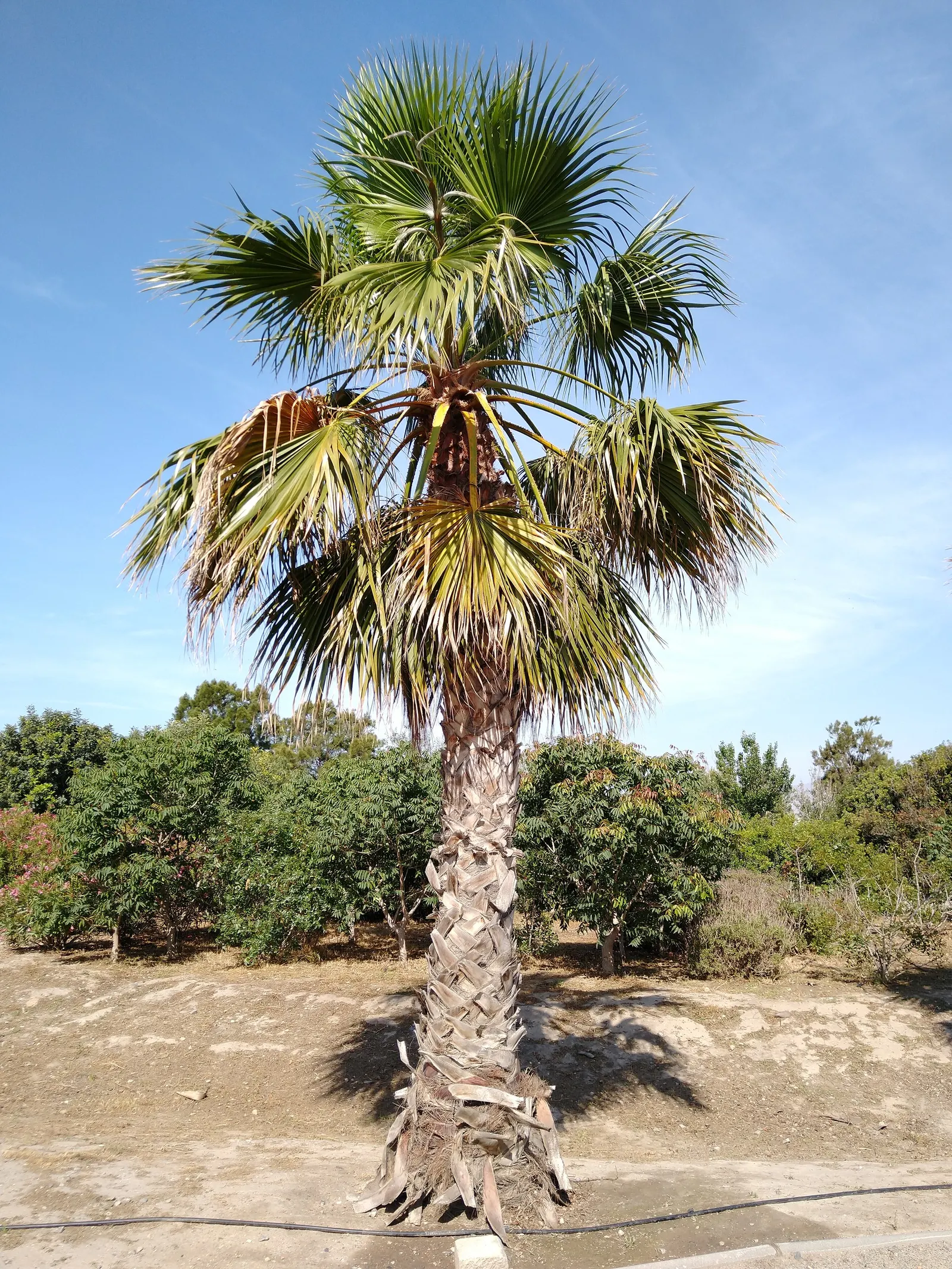 California Fan Palm (Washingtonia Filifera) — though well-draining soil is optimal