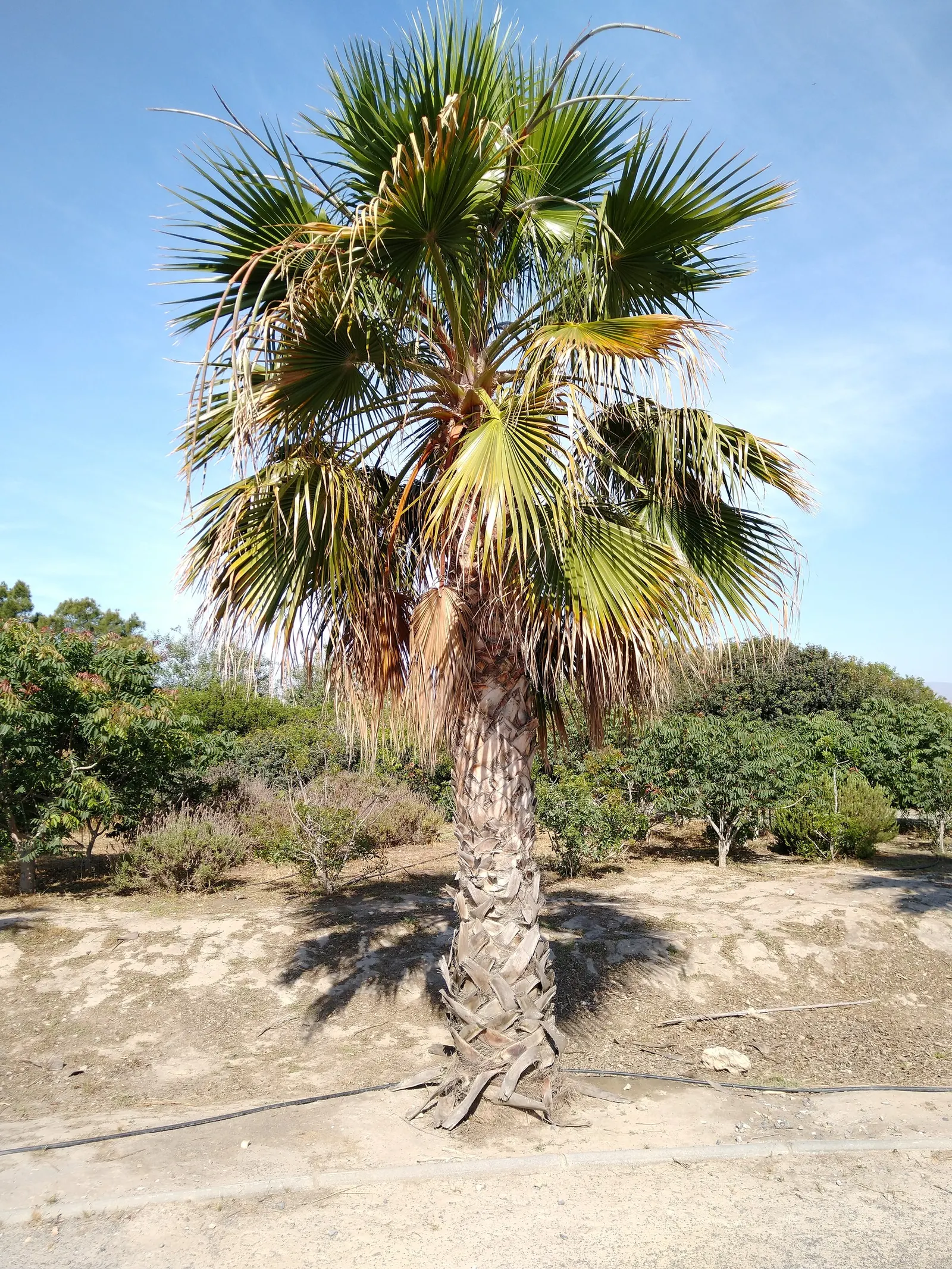 California Fan Palm (Washingtonia Filifera) — With its low maintenance needs and striking appearance