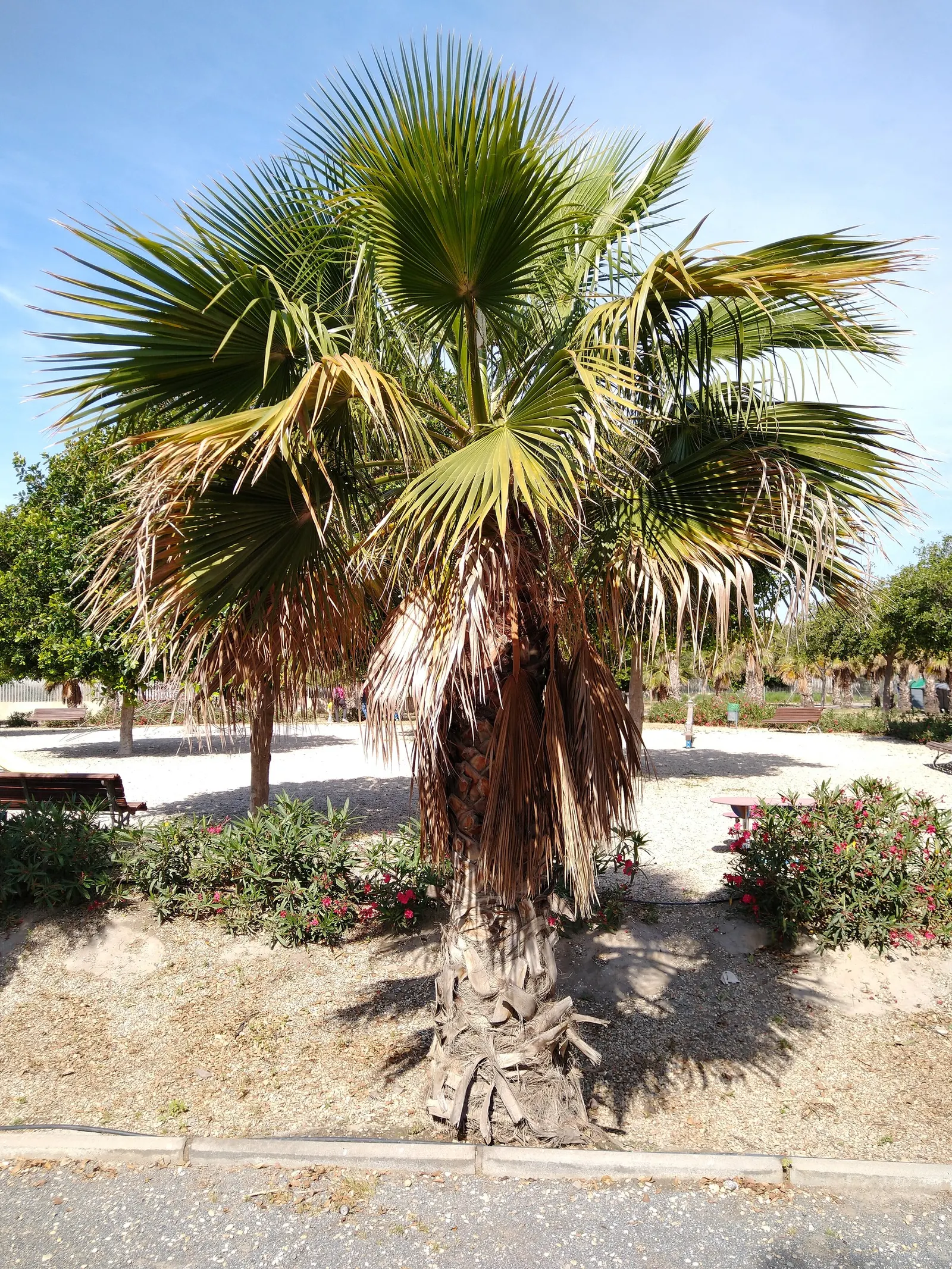 California Fan Palm (Washingtonia Filifera) — Its robust trunk grows 2-3 ft in diameter, reaching up to 60 ft tall; with a spread of 10 to 15 feet as its crown