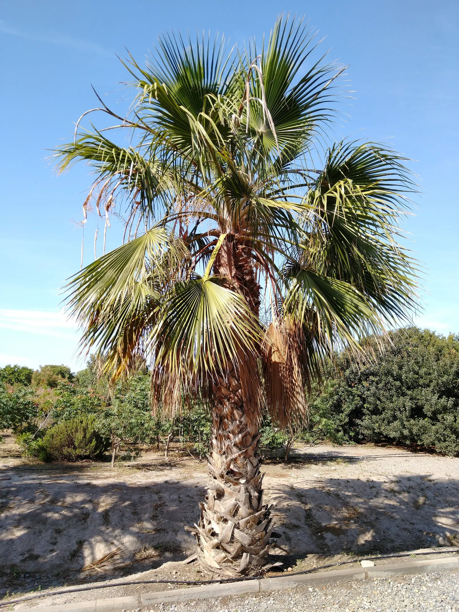 California Fan Palm (Washingtonia Filifera) — scientifically known as Washingtonia filifera; waxy fronds extending 3-6 ft