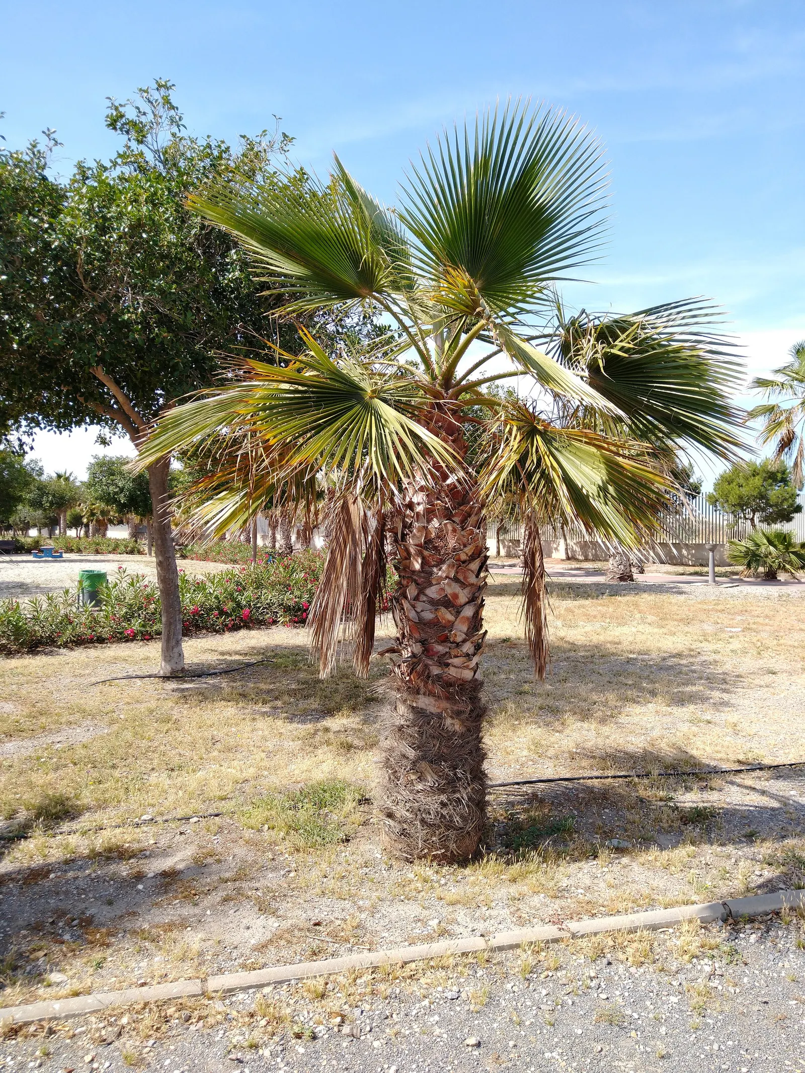 California Fan Palm (Washingtonia Filifera) — offering a striking vertical accent for arid landscapes; moderate water needs; drought-tolerant once established