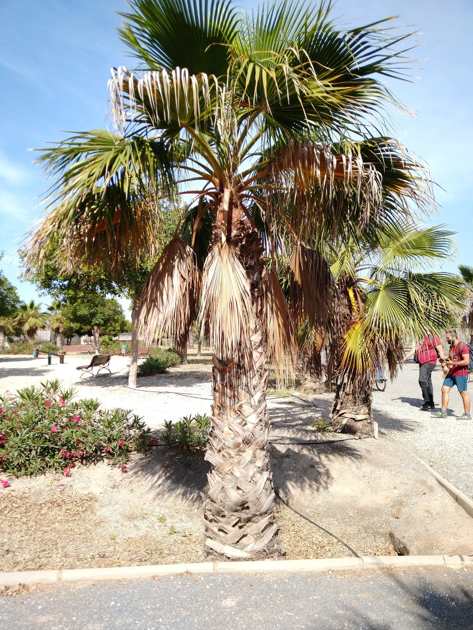 California Fan Palm (Washingtonia Filifera) — edged with thread-like filaments; making it an exceptional choice for xeriscaping