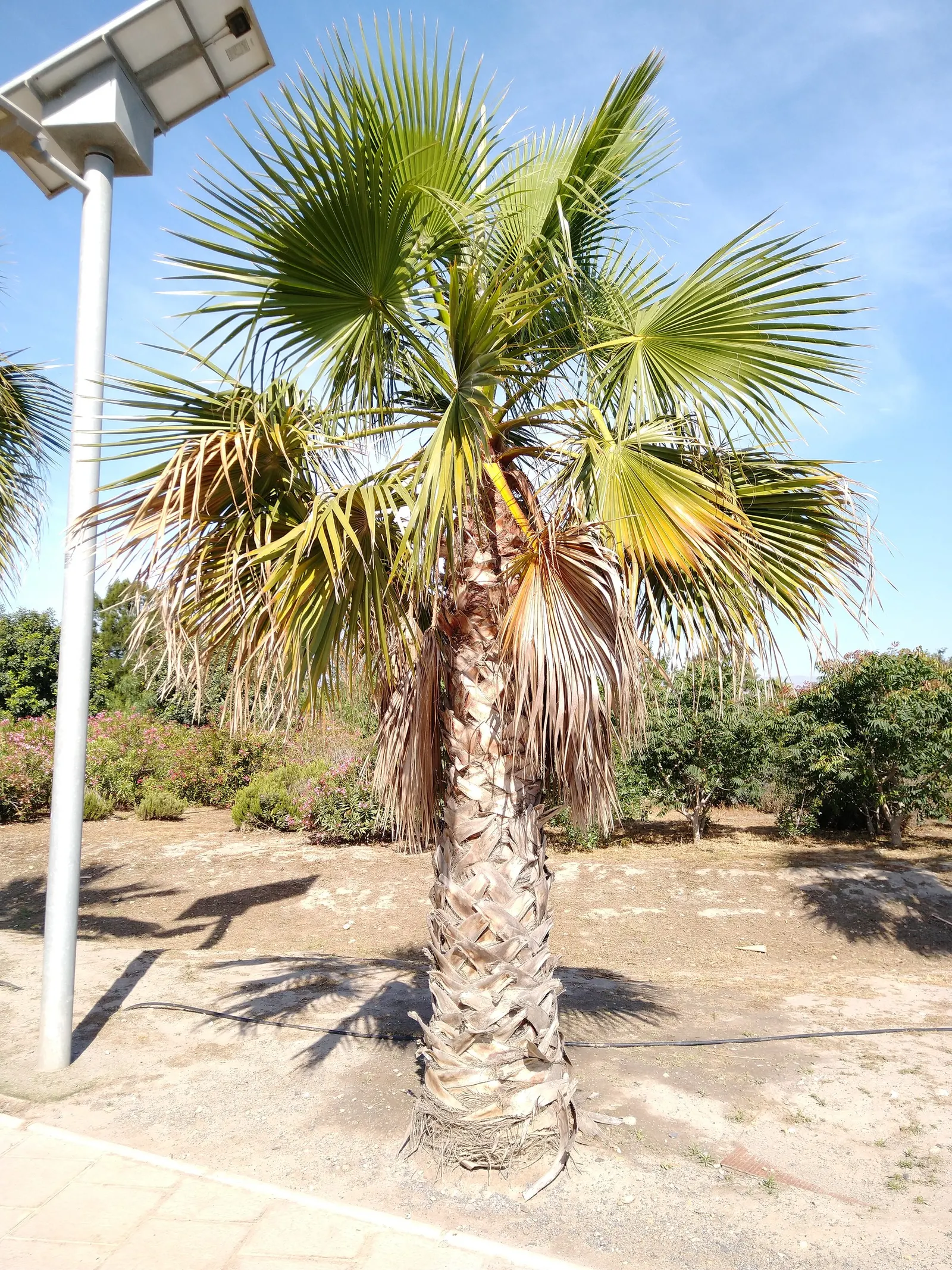 California Fan Palm (Washingtonia Filifera) — waxy fronds extending 3-6 ft