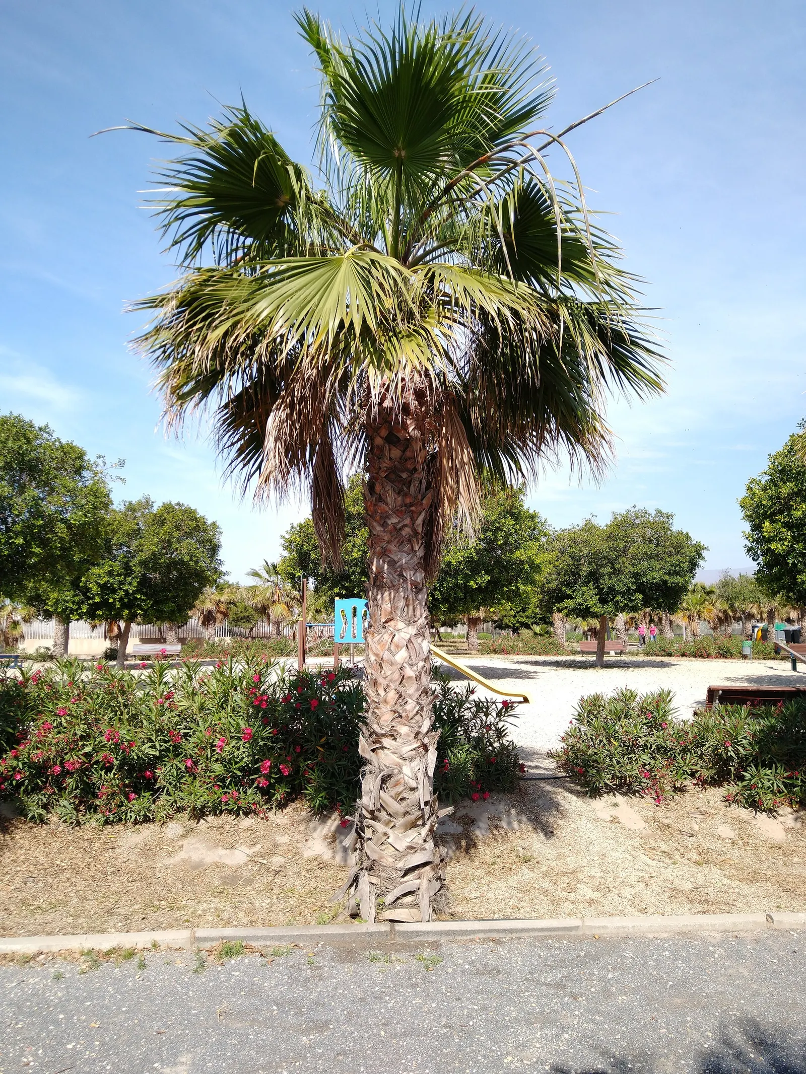 California Fan Palm (Washingtonia Filifera) — may exhibit a unique "skirt" of dead leaves before maintenance
