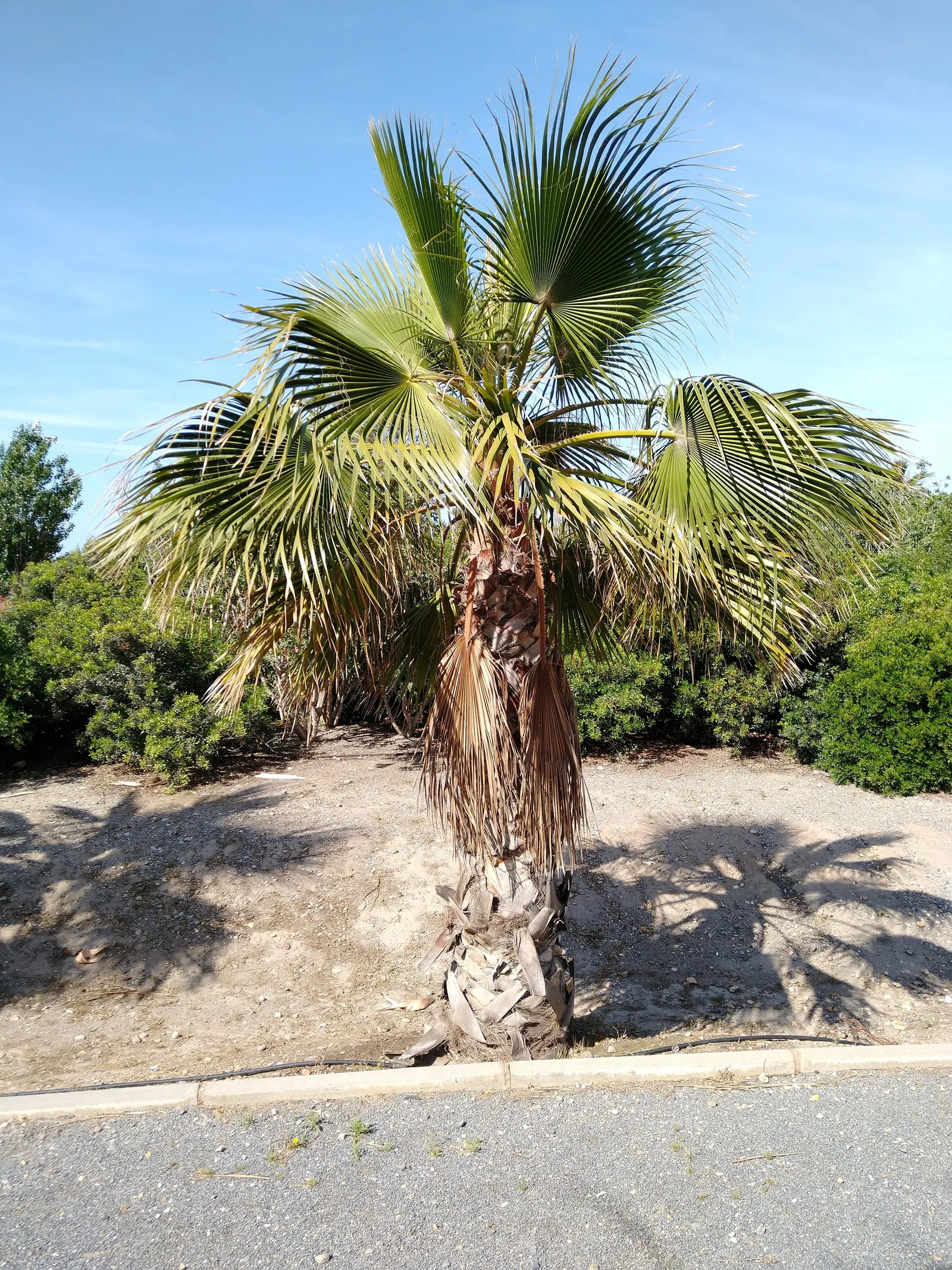 California Fan Palm (Washingtonia Filifera) — Ideal for focal points or grouped for a dramatic effect; regular watering will encourage a healthier and more