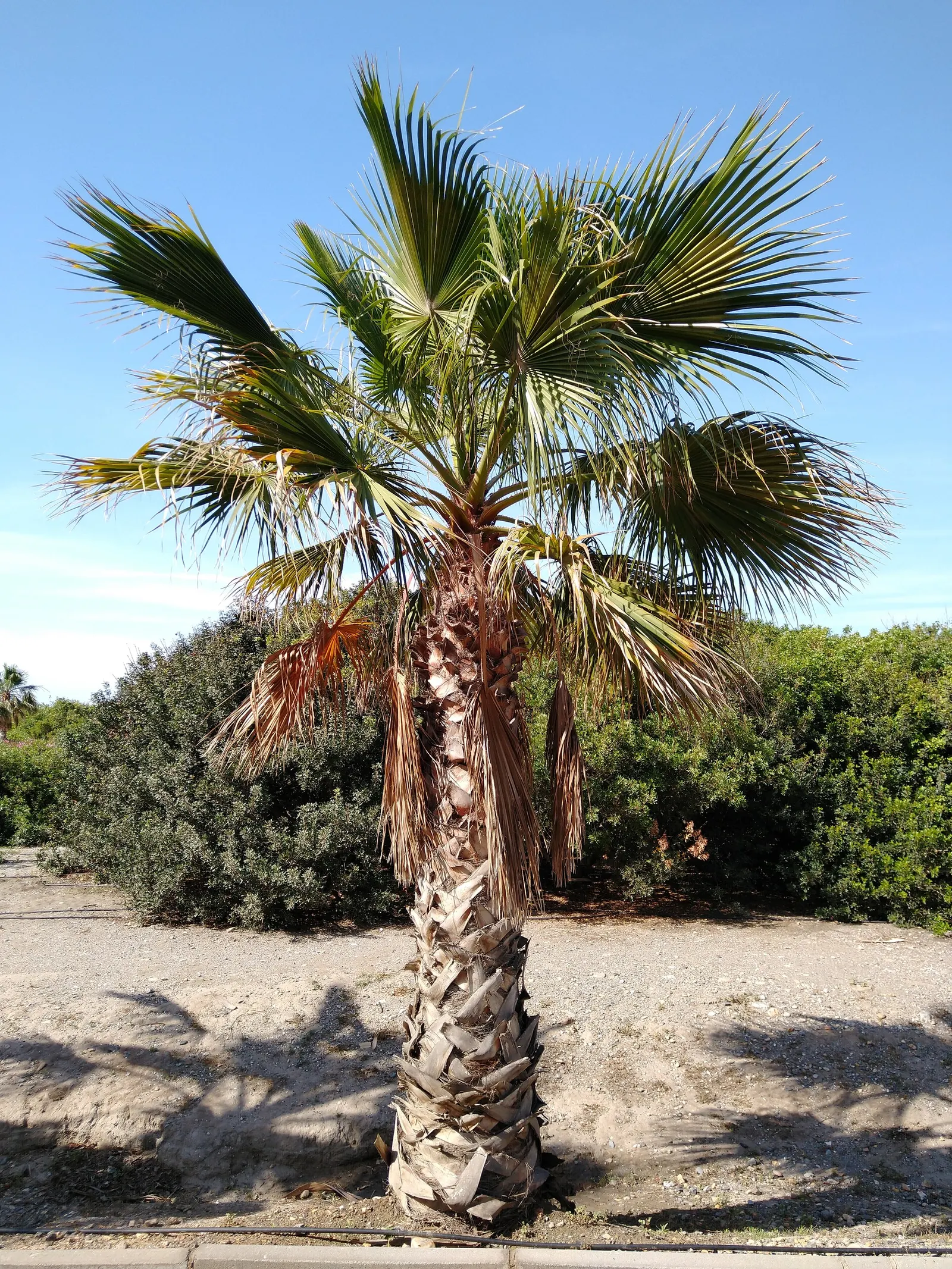 California Fan Palm (Washingtonia Filifera) — typically 2 to 3 feet in diameter; notable for its distinctive skirt of dead leaves