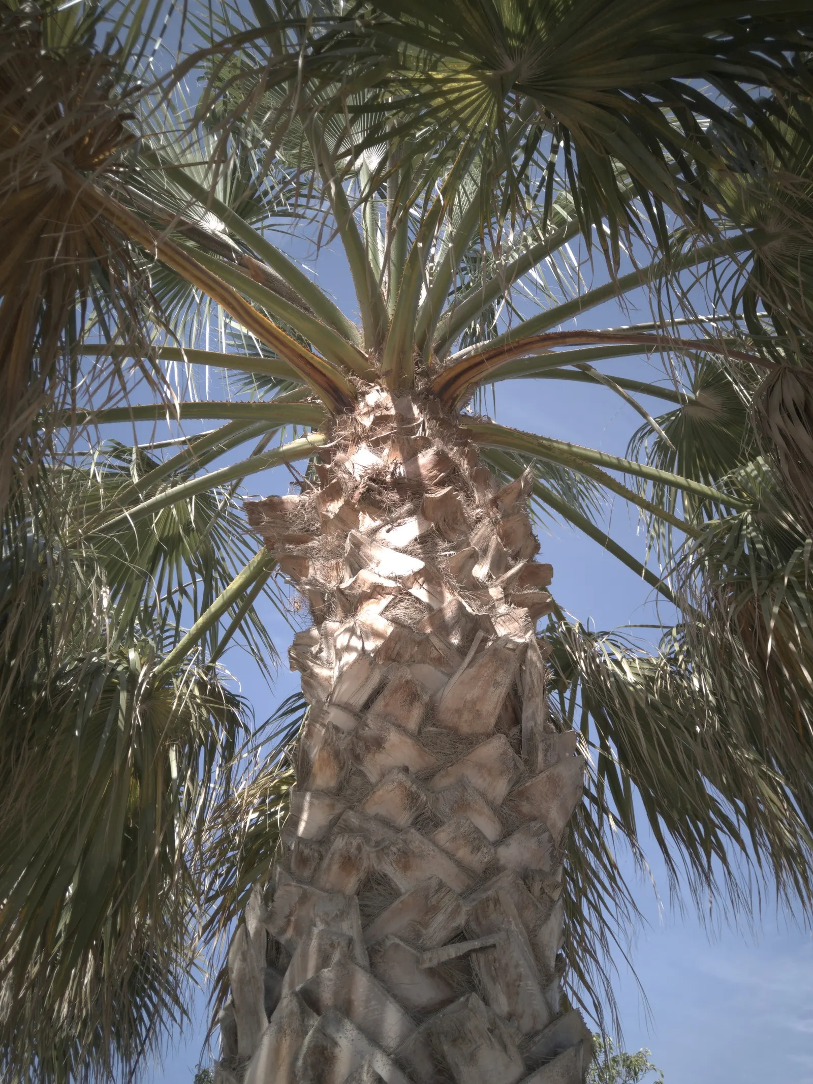 California Fan Palm (Washingtonia Filifera) — These leaves are lush green, adding a pop of color and exotic flair to your garden