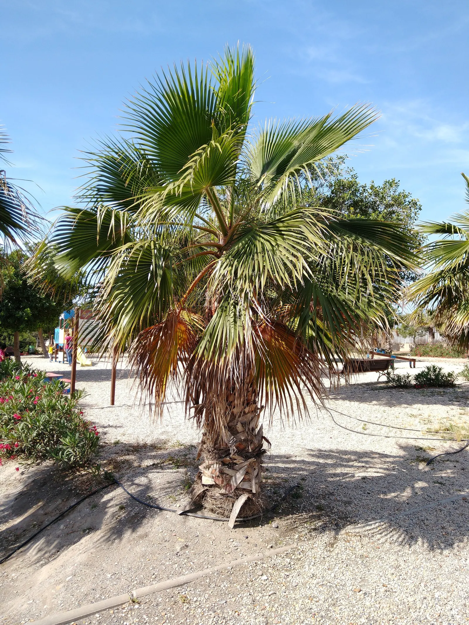 California Fan Palm (Washingtonia Filifera) — it requires full sun and well-draining soil; palm with white and yellow blooms