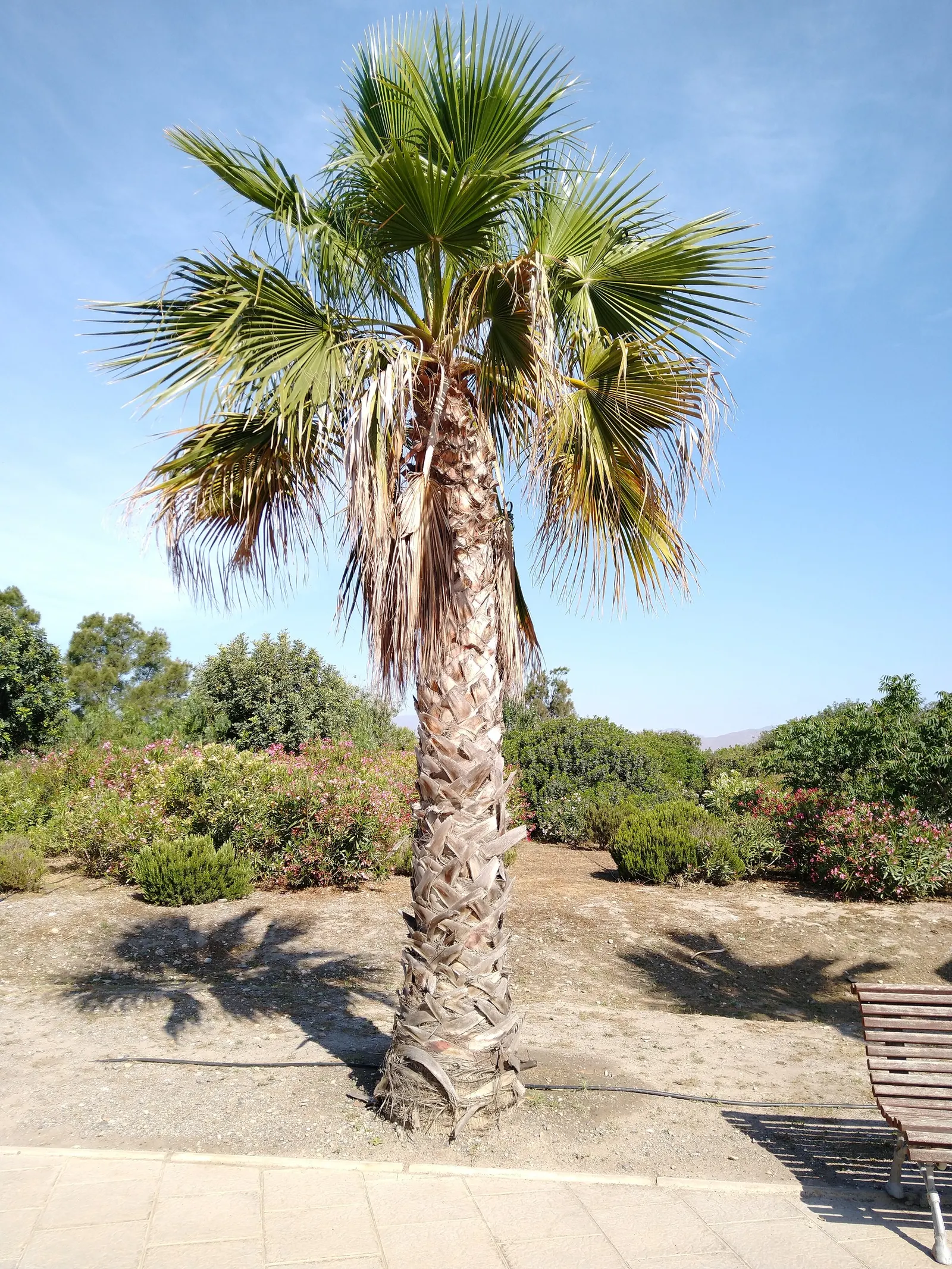 California Fan Palm (Washingtonia Filifera) — giving the plant its specific epithet "filifera"