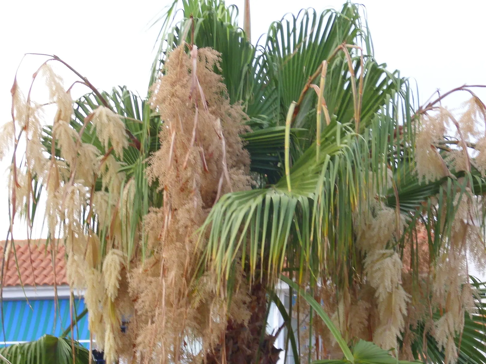 California Fan Palm (Washingtonia Filifera) — though well-draining soil is optimal; palm for full