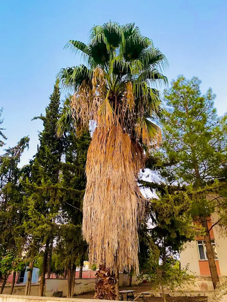 California Fan Palm (Washingtonia Filifera) — Moderate water needs; drought-tolerant once established