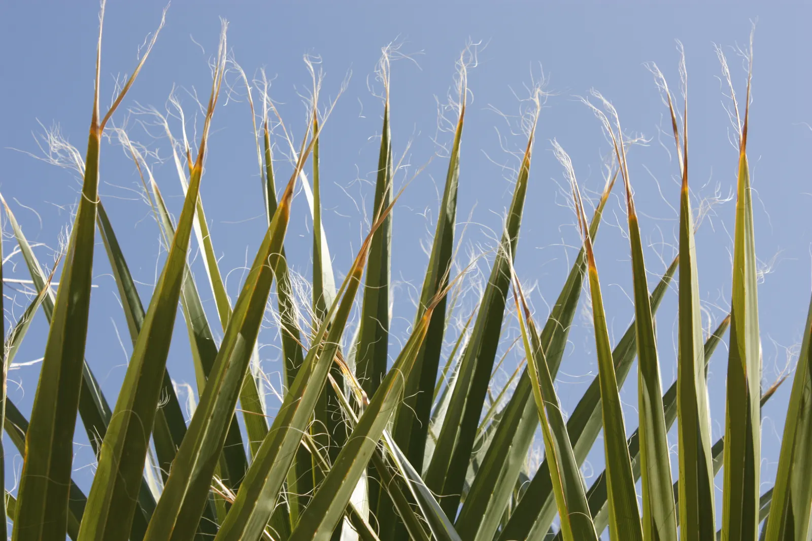 California Fan Palm (Washingtonia Filifera) — is a robust palm native to the desert oases of California; scientifically known as Washingtonia, image 61