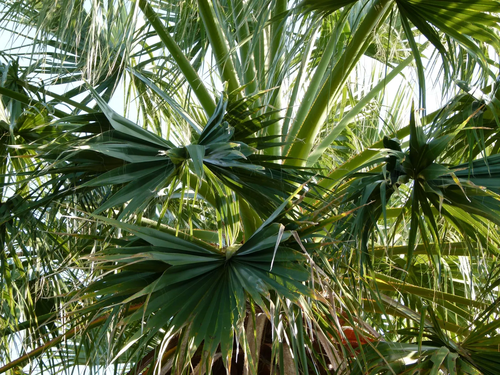 California Fan Palm (Washingtonia Filifera) — making it an exceptional choice for xeriscaping