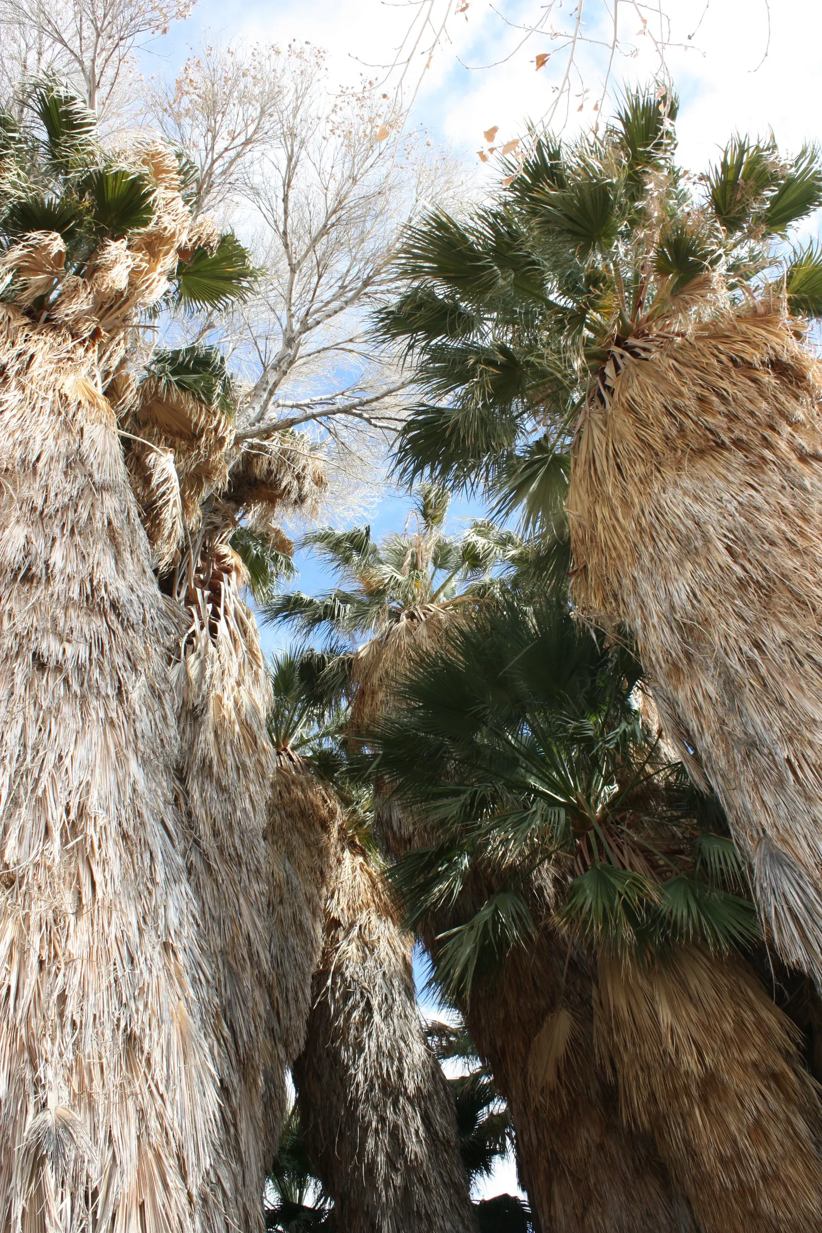 California Fan Palm (Washingtonia Filifera) — Ideal for focal points or grouped for a dramatic effect; regular watering will encourage a healthier, image 59
