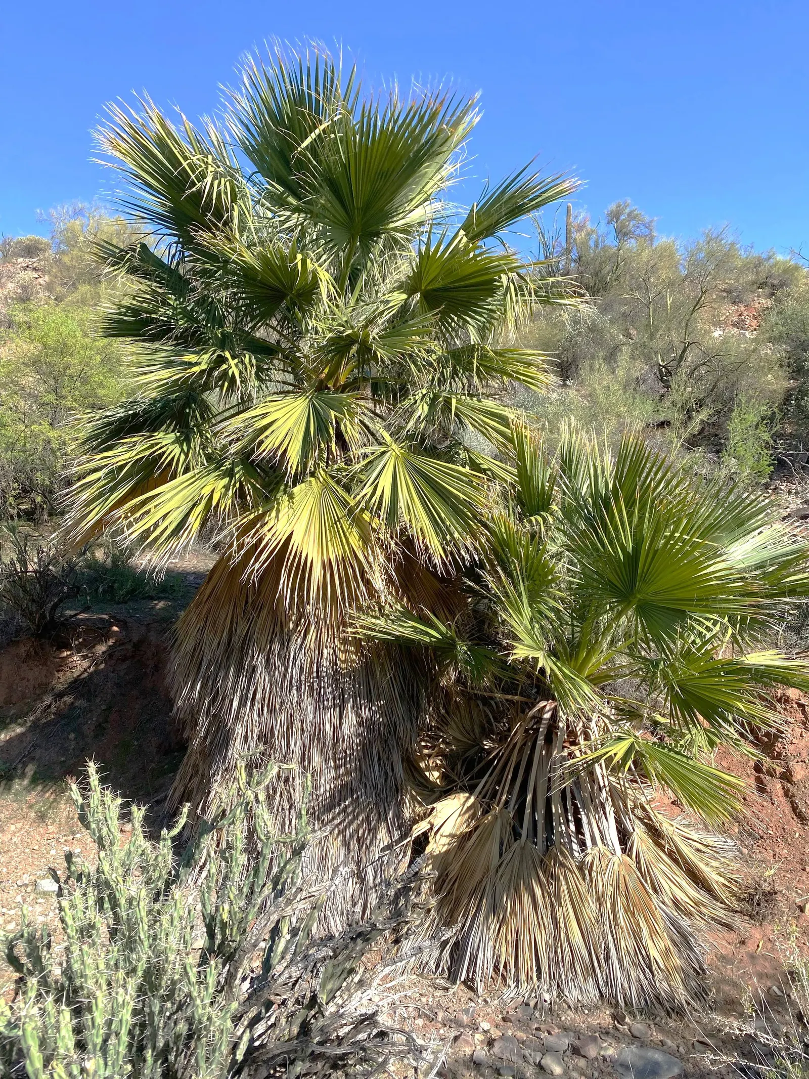 California Fan Palm (Washingtonia Filifera) — It requires full sun exposure to thrive and can adapt to various soil types