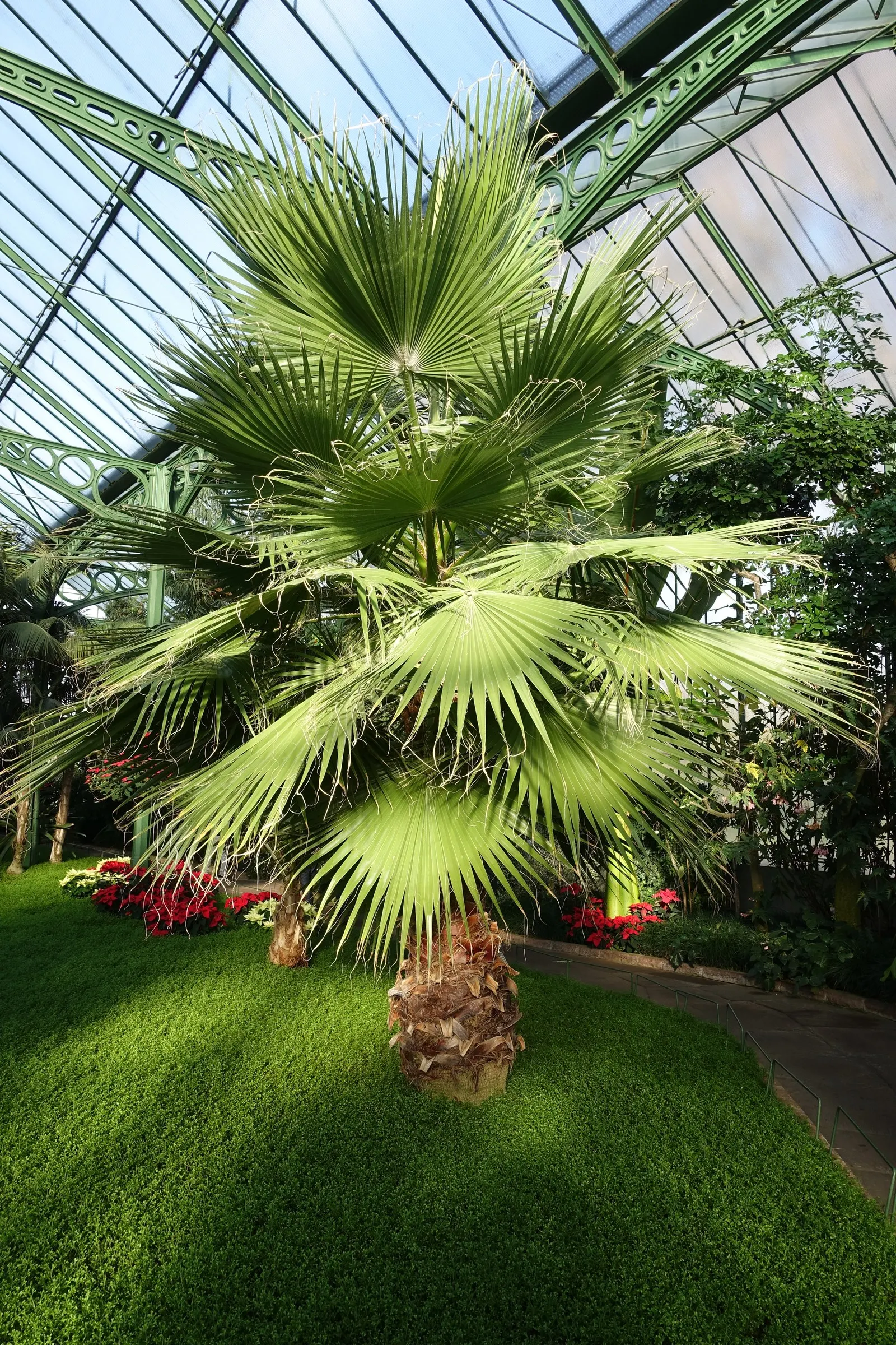 California Fan Palm (Washingtonia Filifera) — With its low maintenance needs and striking appearance; as overwatering can detriment plant health.<br><br>When