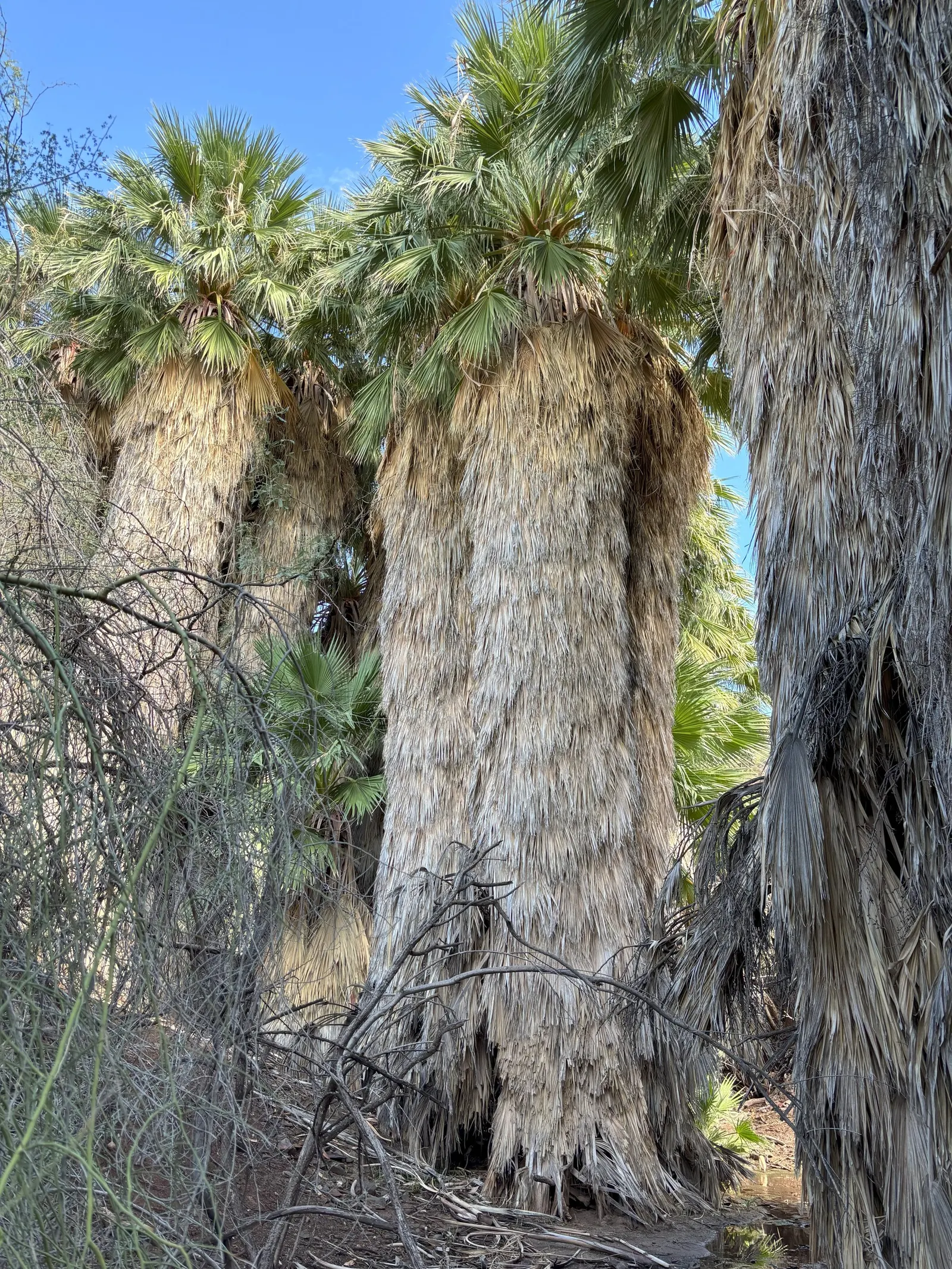 California Fan Palm (Washingtonia Filifera) — with a spread of 10 to 15 feet as its crown of fan-shaped fronds extends outward