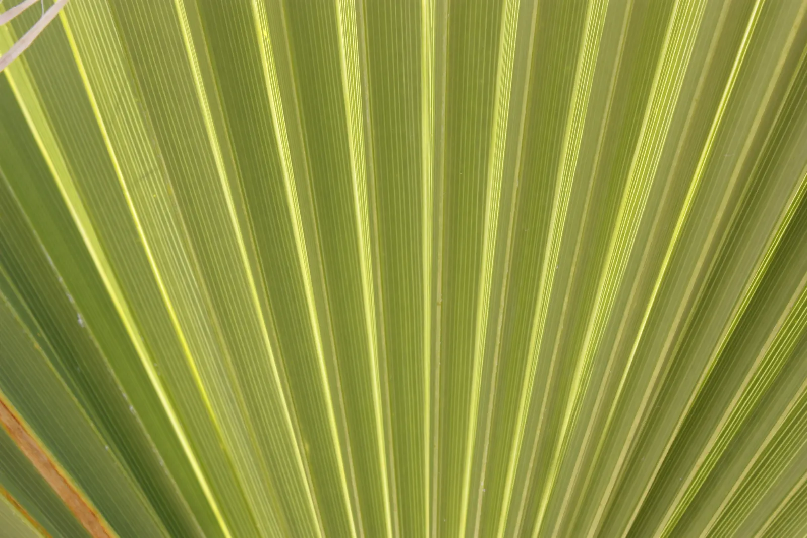 California Fan Palm (Washingtonia Filifera) — scientifically known as Washingtonia filifera; waxy fronds extending 3-6 ft, image 60