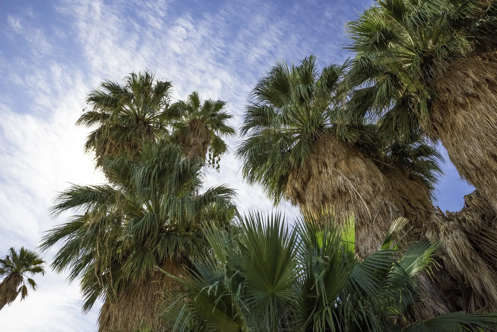 California Fan Palm (Washingtonia Filifera) — This stately palm can reach impressive heights of up to 60 feet; giving the plant its specific, image 62