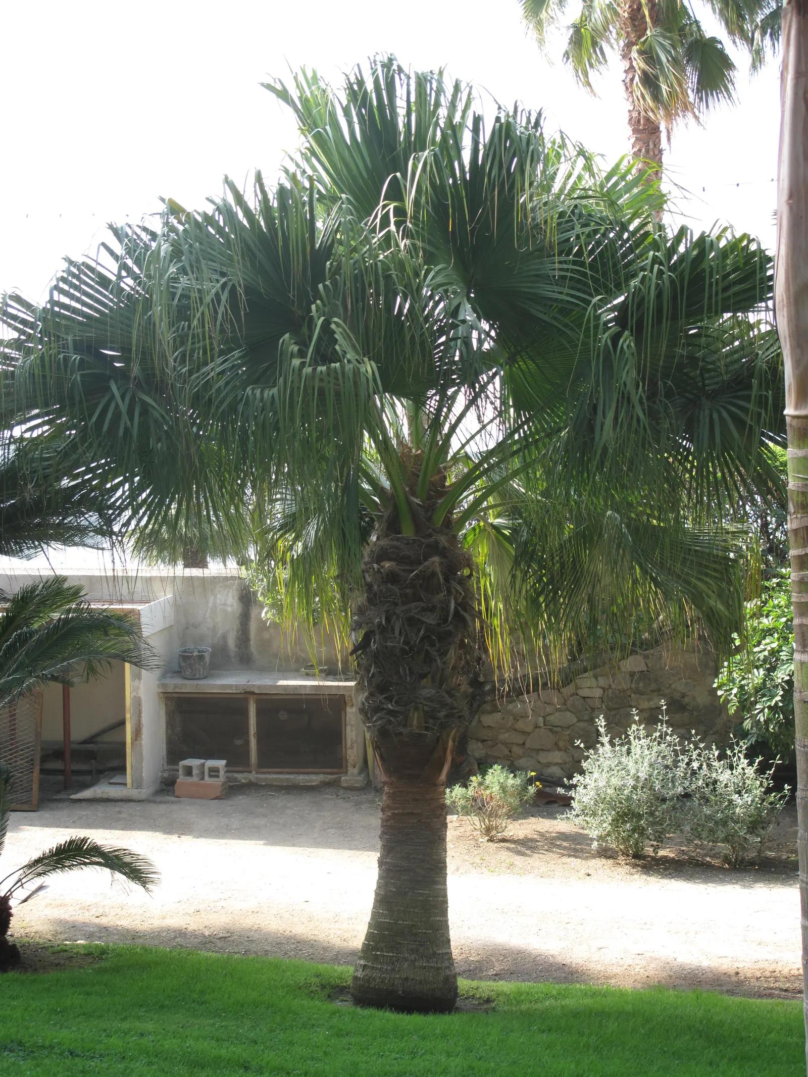 California Fan Palm (Washingtonia Filifera) — It requires full sun exposure to thrive and can adapt to various soil types; though well-draining soil is optimal