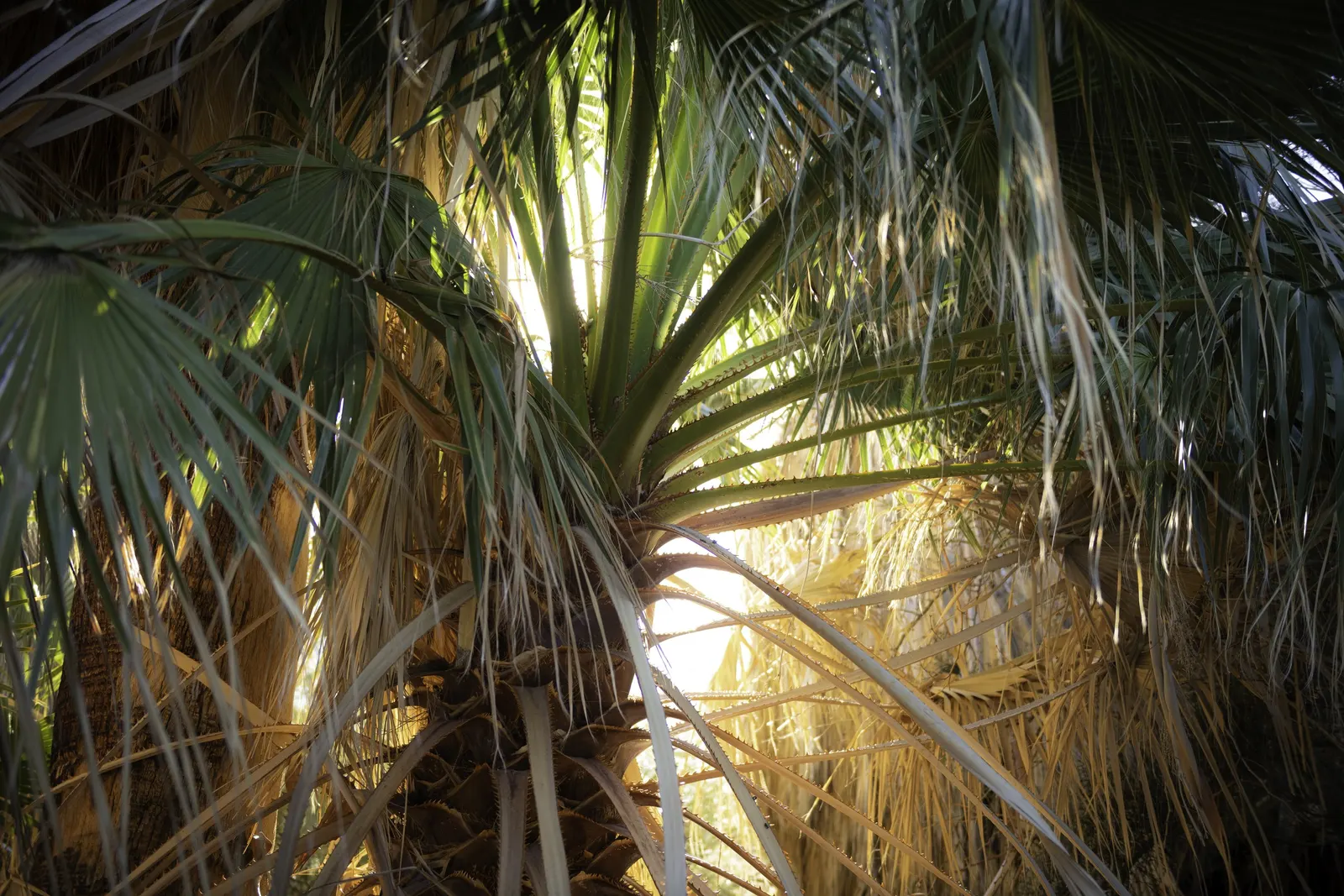 California Fan Palm (Washingtonia Filifera) — with a spread of 10 to 15 feet as its crown of fan-shaped fronds extends outward; with its low, image 63