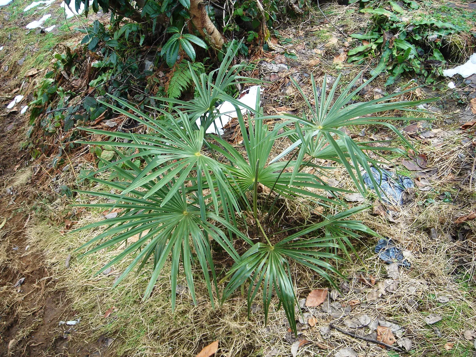 California Fan Palm (Washingtonia Filifera) — it is sure to captivate both the client and any visitors of the garden; its robust trunk grows 2-3 ft in