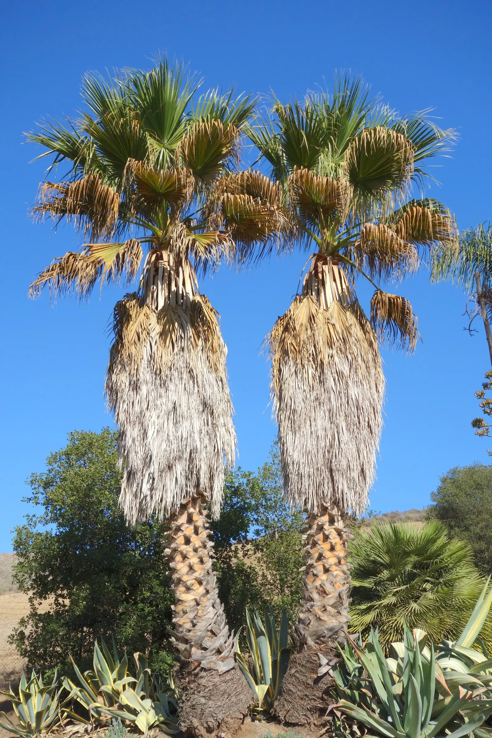 California Fan Palm (Washingtonia Filifera) — These leaves are lush green, adding a pop of color and exotic flair to your garden; offering a striking vertical