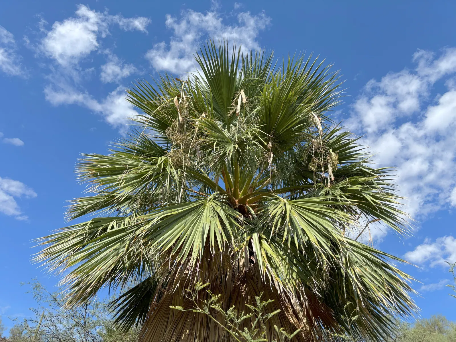 California Fan Palm (Washingtonia Filifera) — is a robust palm native to the desert oases of California