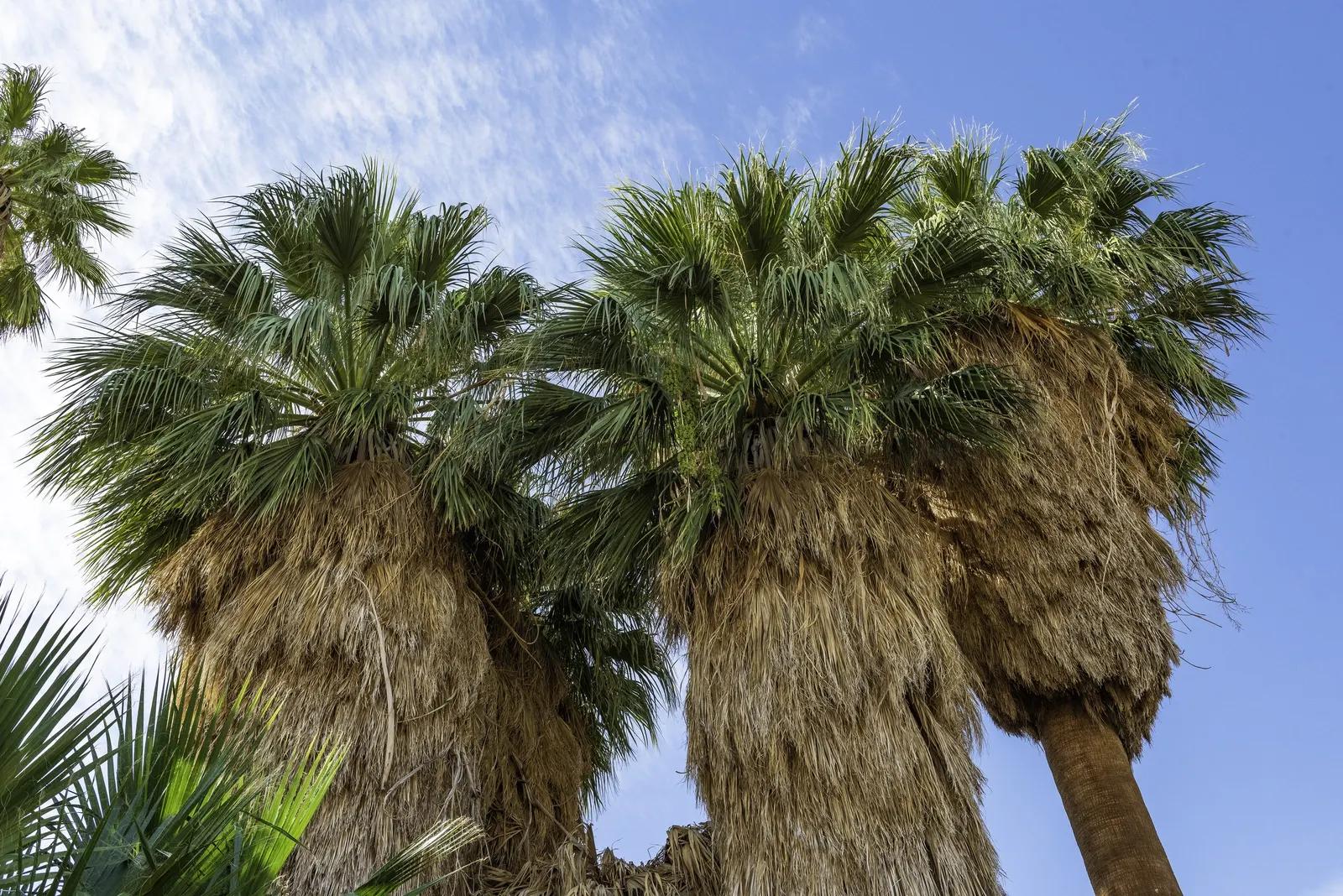 California Fan Palm (Washingtonia Filifera) — Moderate water needs; drought-tolerant once established; may exhibit a unique "skirt" of dead leaves, image 58