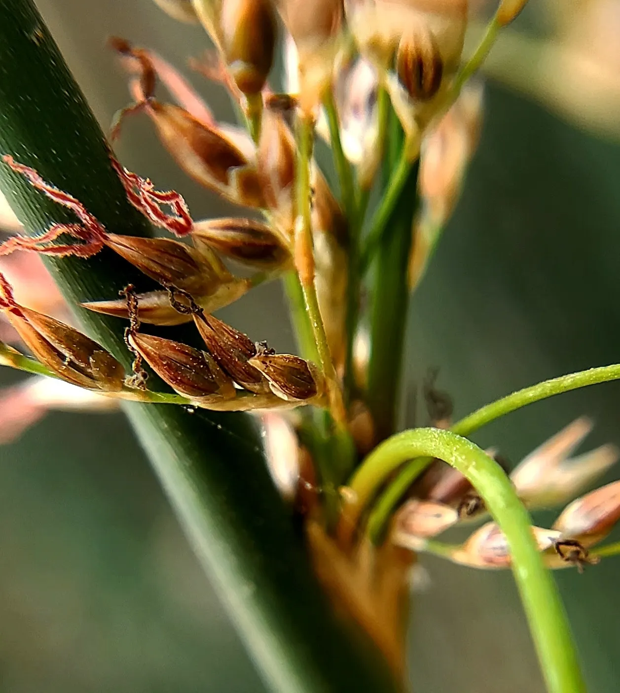 Basket Rush (Juncus Textilis) — Adaptable to various soil types