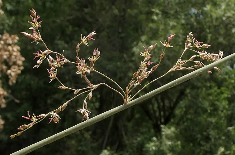 Basket Rush (Juncus Textilis) — Thriving in USDA zones 7-10