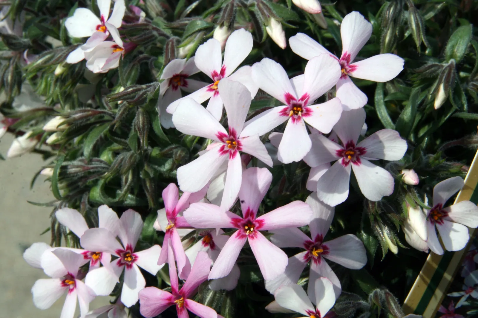 Apple Blossom Moss Phlox (Phlox Subulata 'Apple Blossom') — Ideal for rock gardens or cascading over walls