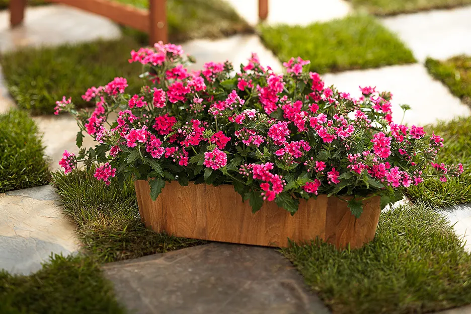 Raspberry Verbena — It grows 6-12 inches tall and spreads 18-30 inches wide
