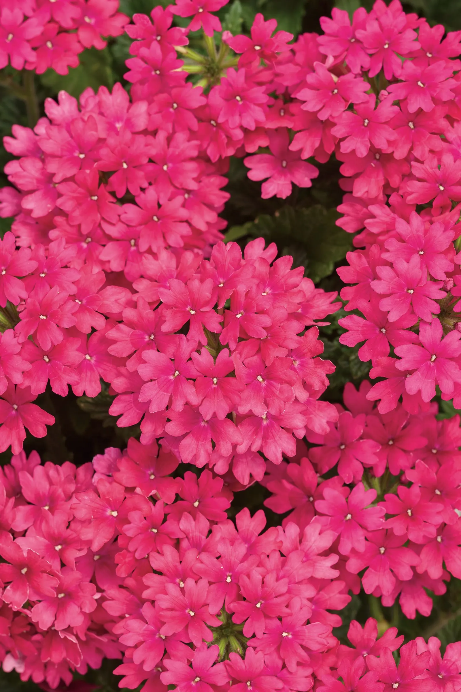 Raspberry Verbena — well-drained soil and moderate water