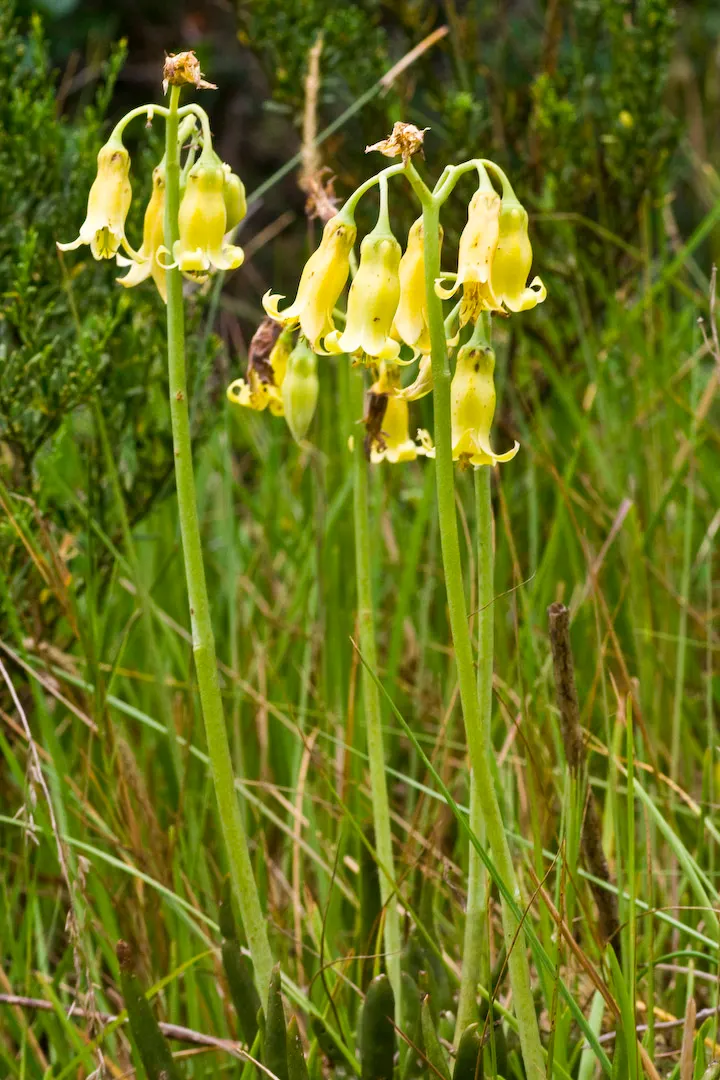 Flanagan's Cotyledon (Cotyledon Flanaganii) — Gold Fingers (Cotyledon flanaganii) is a succulent perennial prized for its slender