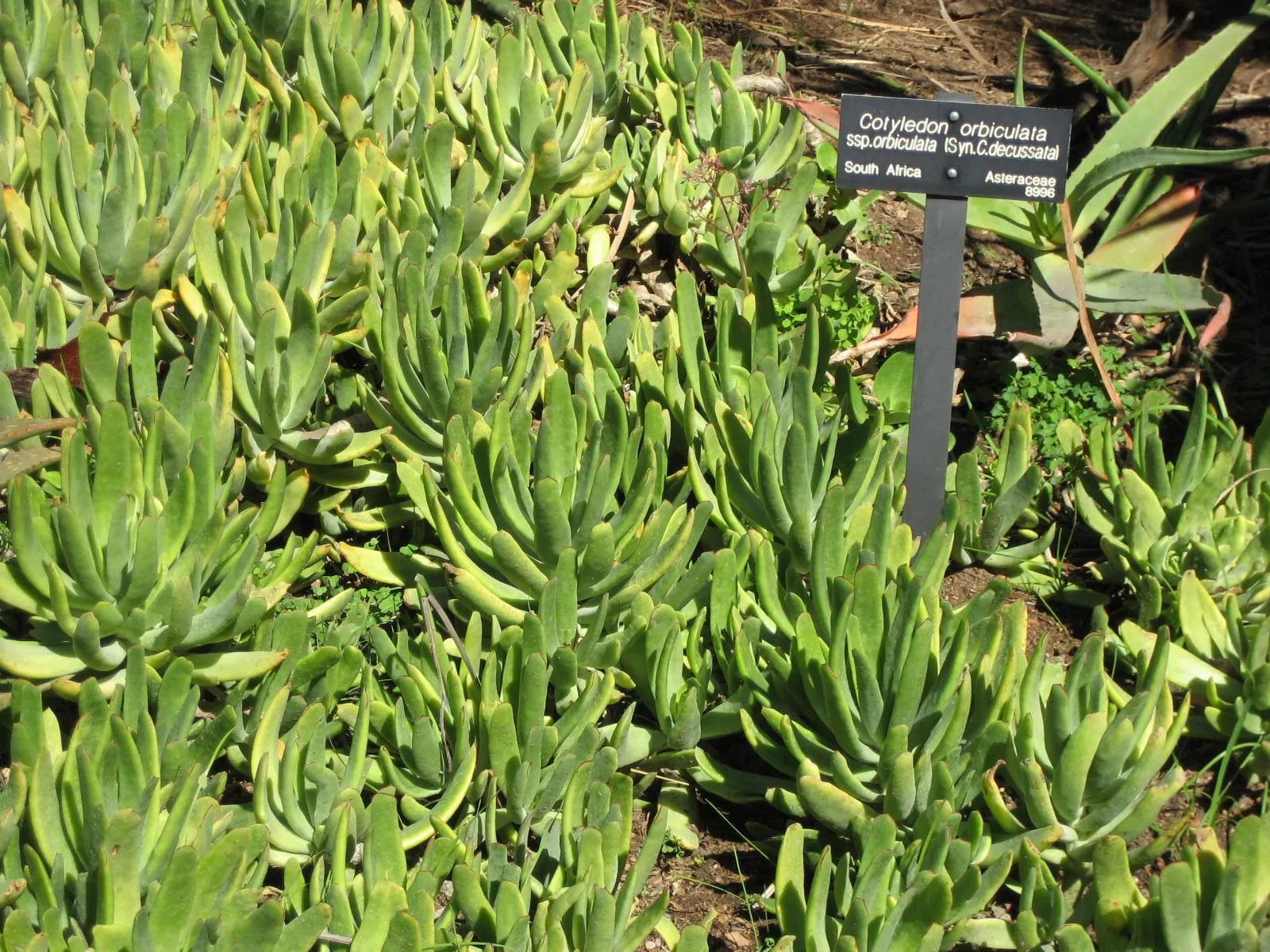 Flanagan's Cotyledon (Cotyledon Flanaganii) — elongated green leaves tipped in golden-yellow