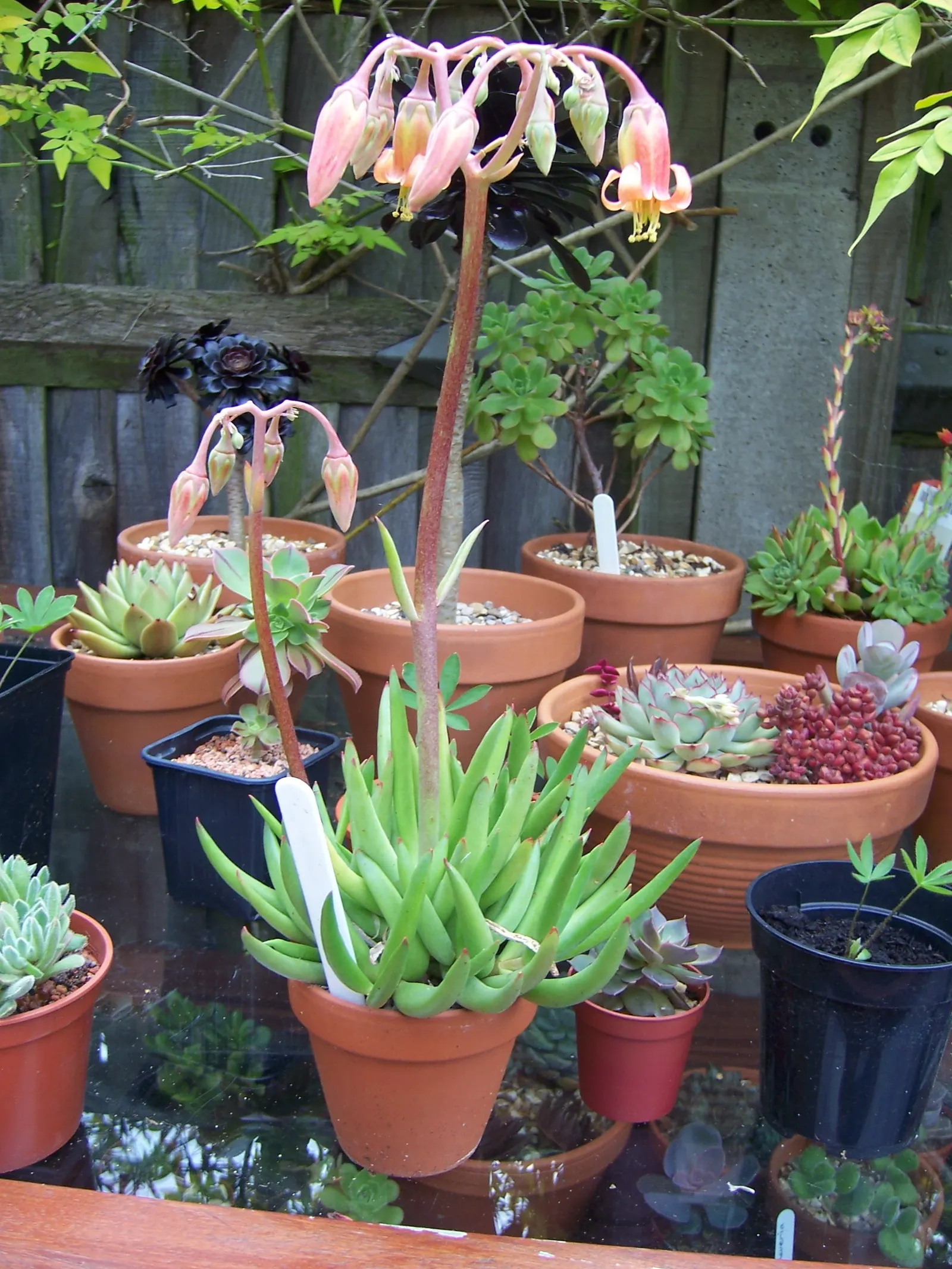 Flanagan's Cotyledon (Cotyledon Flanaganii) — This low-maintenance plant adds vertical interest